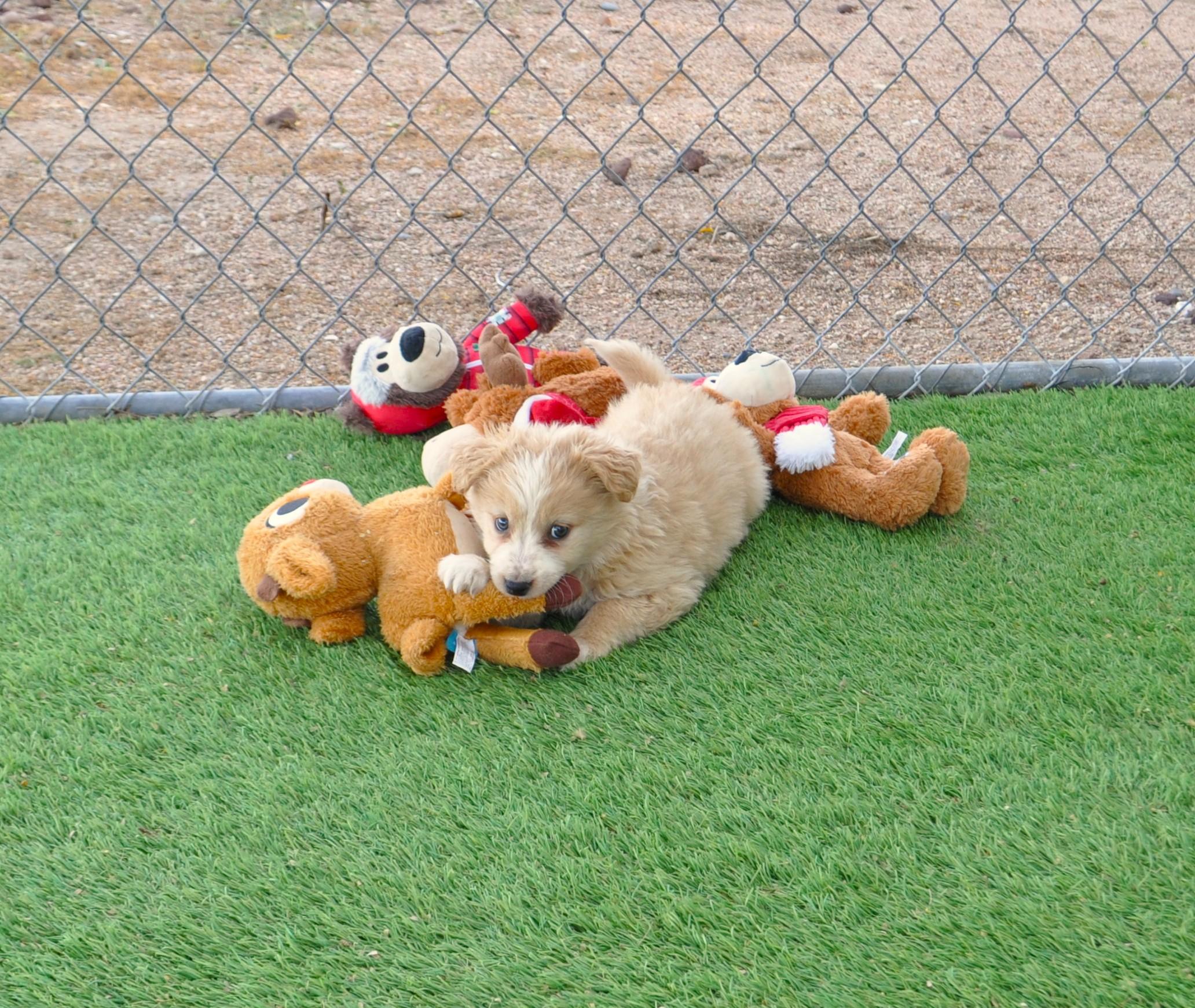 Enlarge Champagne, an adopted mixed breed in Apache Junction, AZ image 2/5