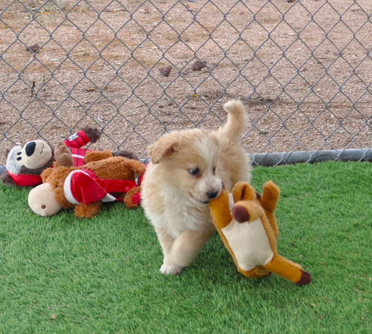 Enlarge Champagne, an adopted mixed breed in Apache Junction, AZ image 5/5