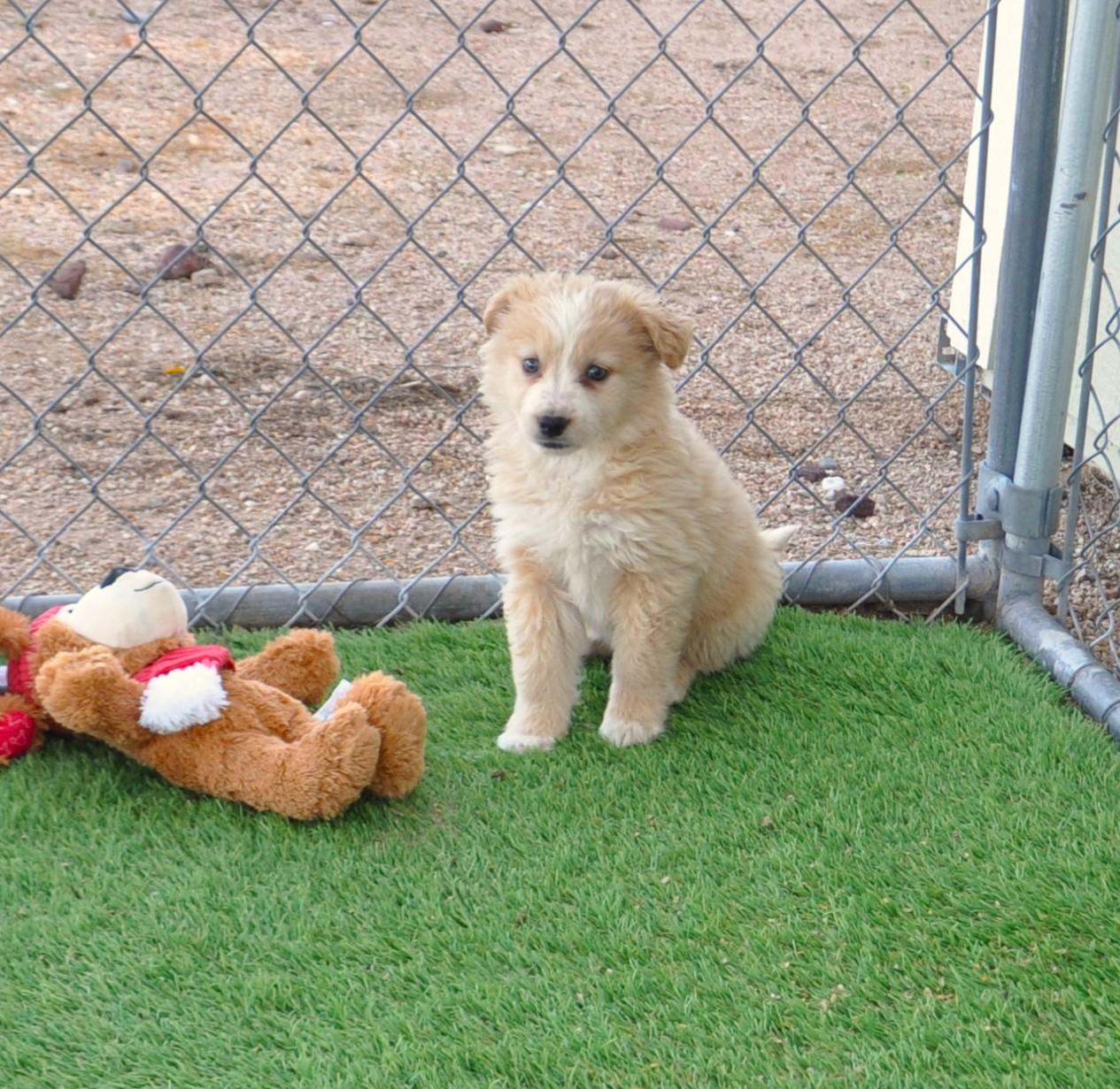 Champagne, adopted, Puppy Female Border Collie & Australian Shepherd.