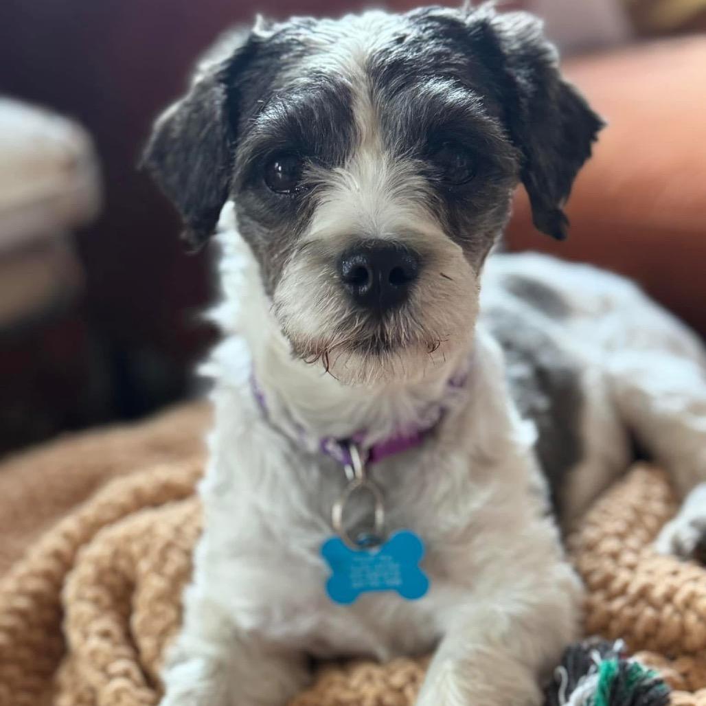 Enlarge Bellamy, a Adoptable Shih Tzu in St. Charles, IL image 1/6