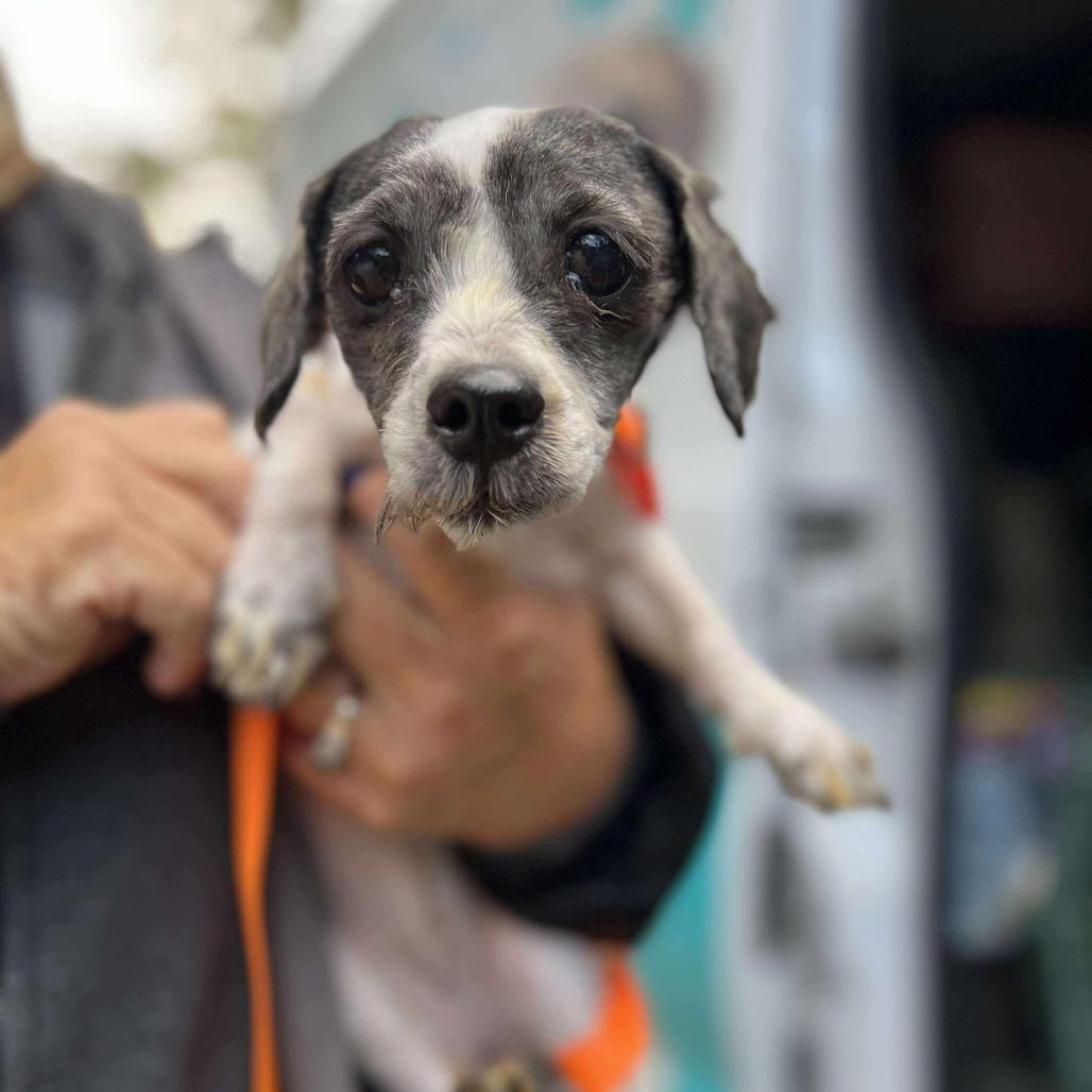 Enlarge Bellamy, a Adoptable Shih Tzu in St. Charles, IL image 3/6