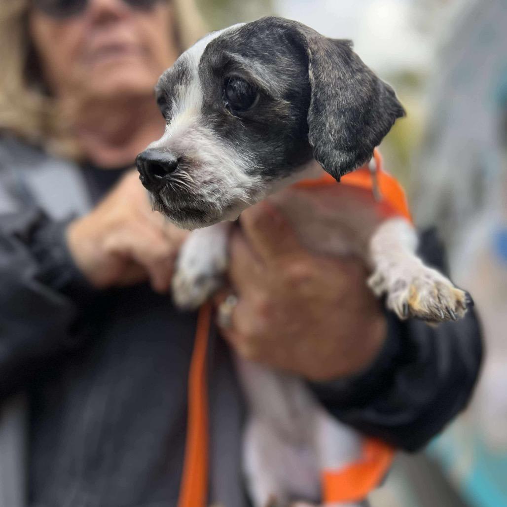 Enlarge Bellamy, a Adoptable Shih Tzu in St. Charles, IL image 5/6