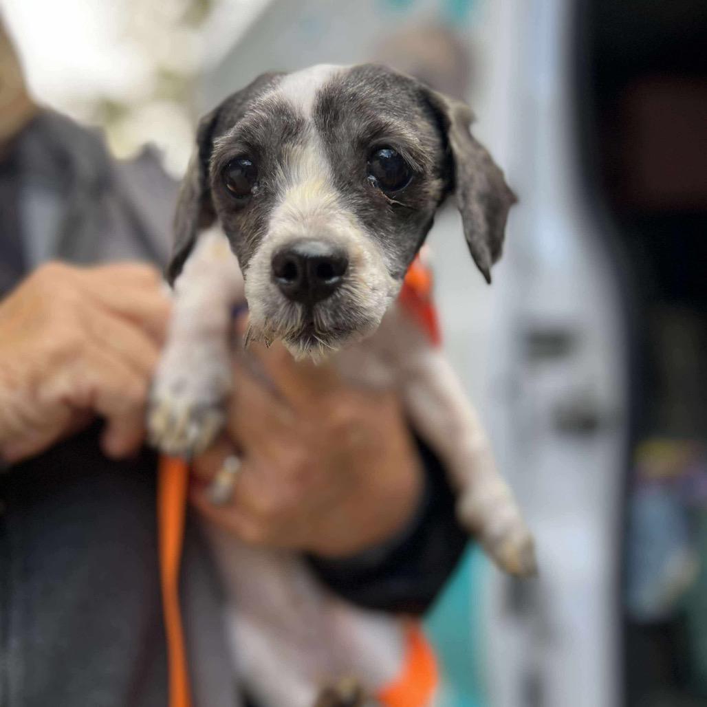 Enlarge Bellamy, a Adoptable Shih Tzu in St. Charles, IL image 6/6