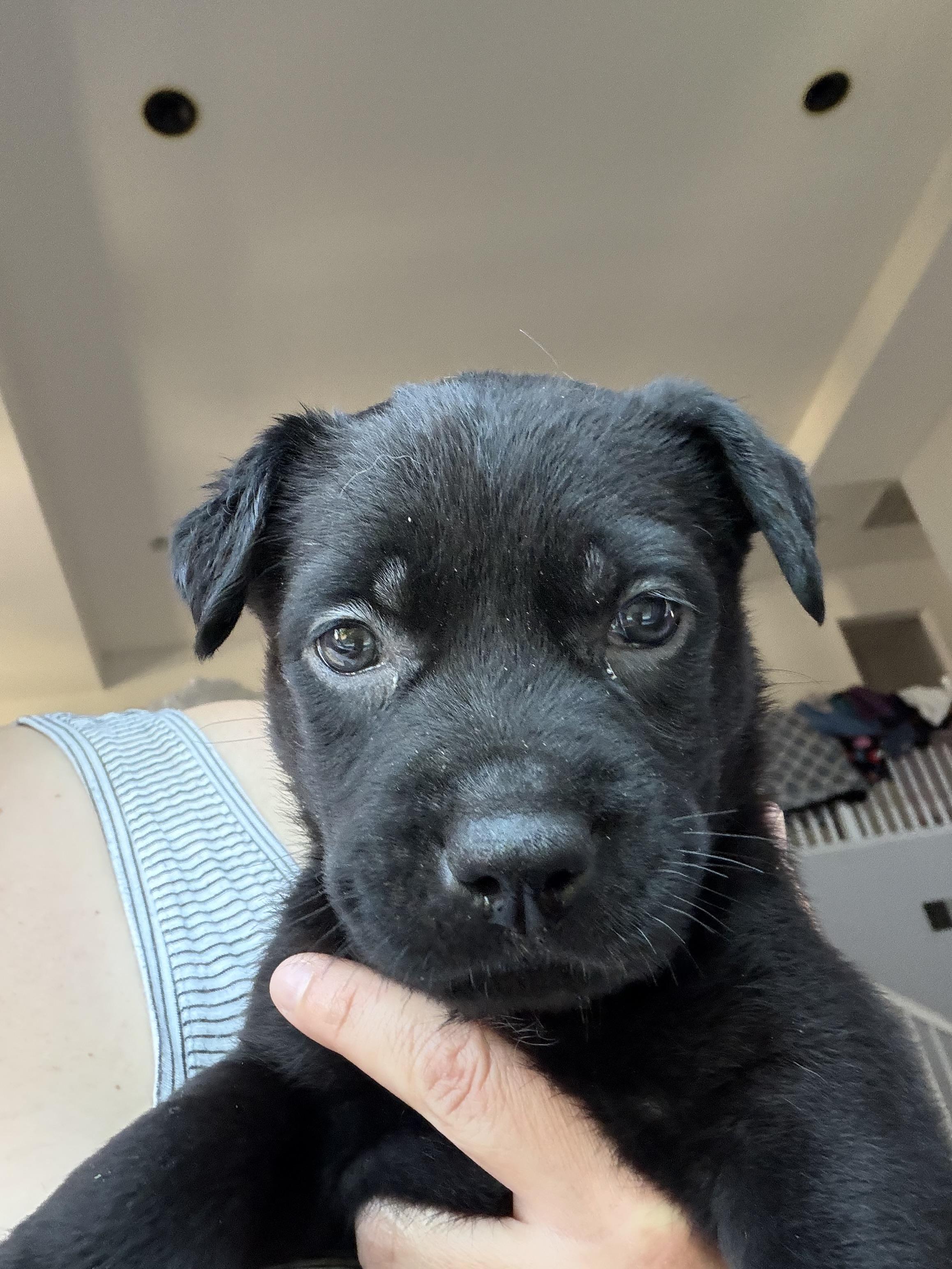 CHOCOLATE, a Adoptable mixed breed in Discovery Bay, CA image 1/2