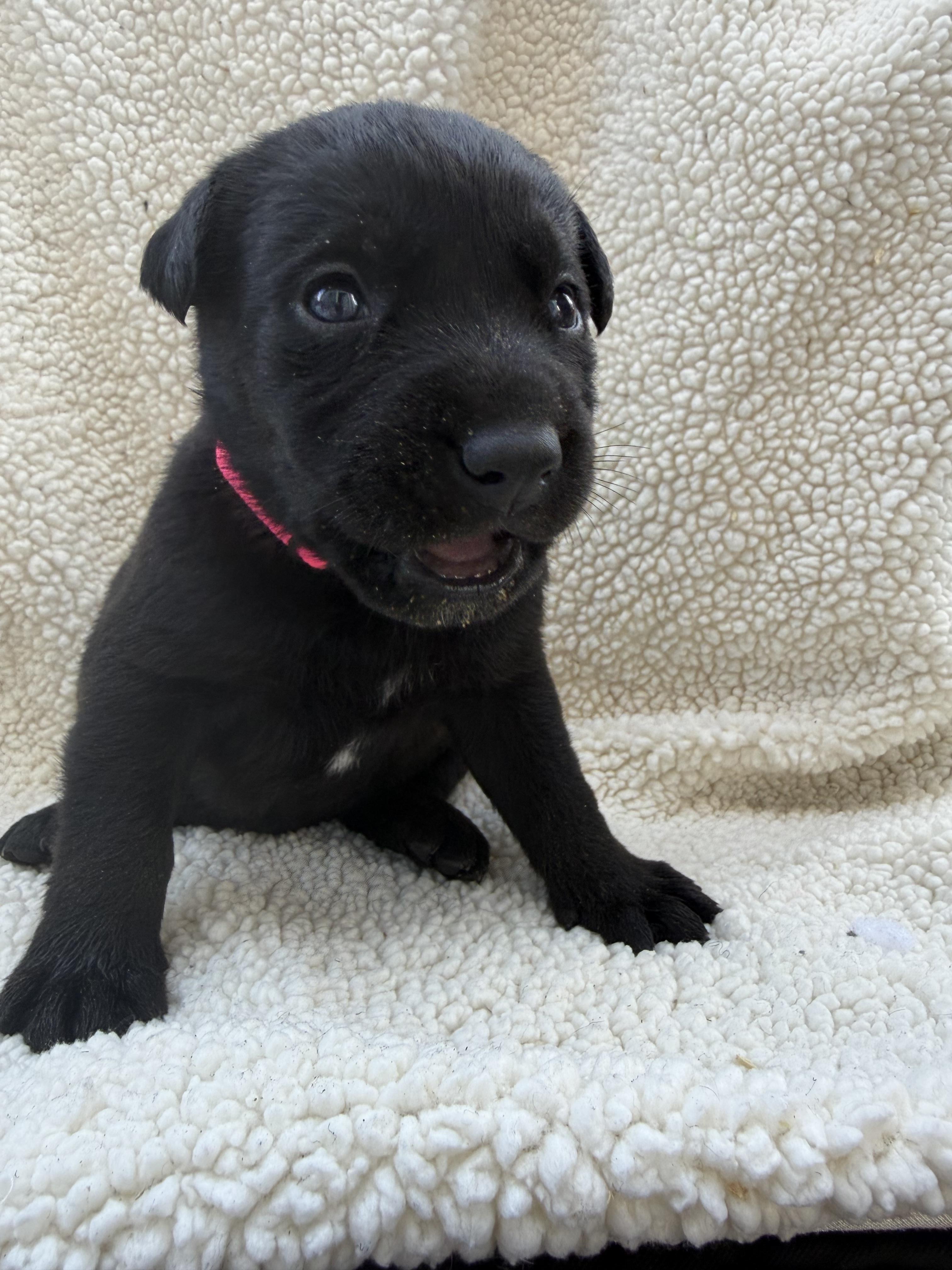 CHOCOLATE, a Adoptable mixed breed in Discovery Bay, CA image 2/2