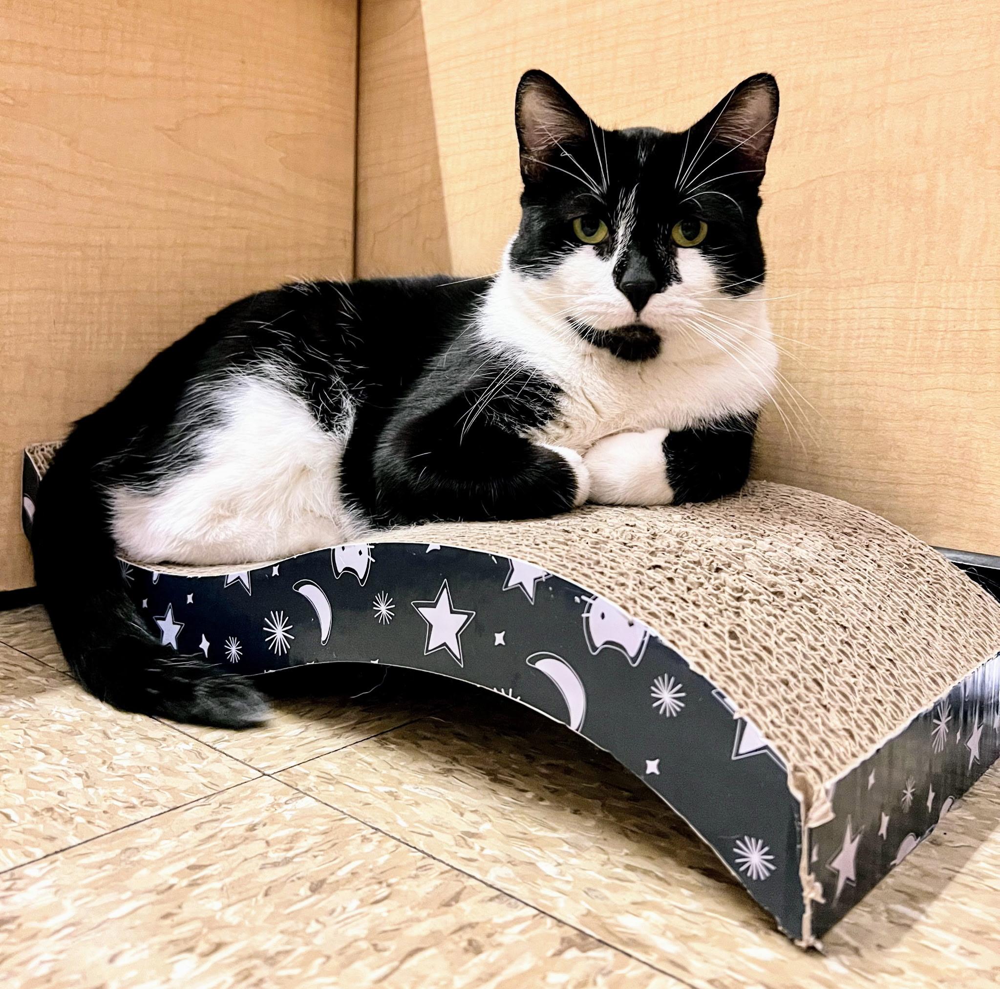 Enlarge Tanner, a Adoptable Domestic Short Hair in Syracuse, NY image 4/6