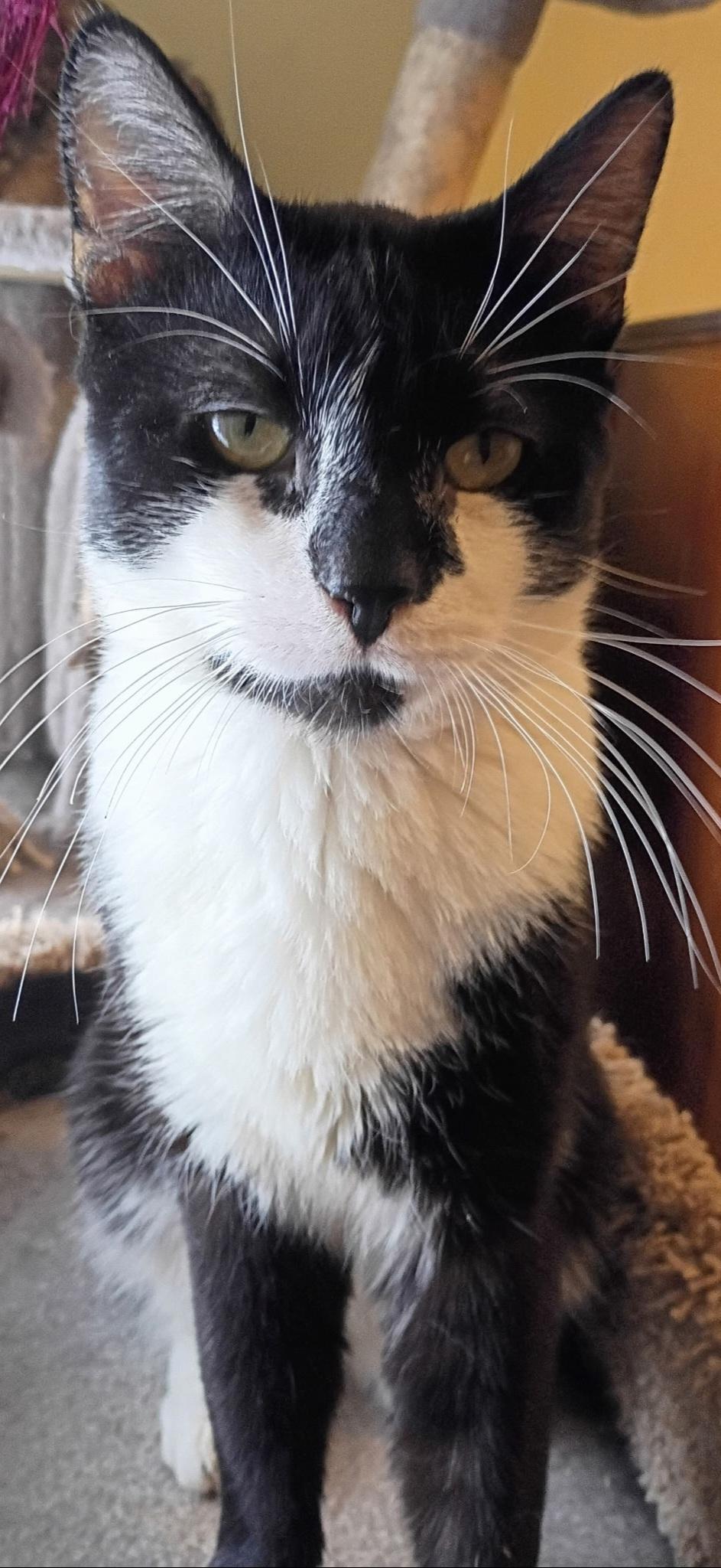 Enlarge Tanner, a Adoptable Domestic Short Hair in Syracuse, NY image 2/6