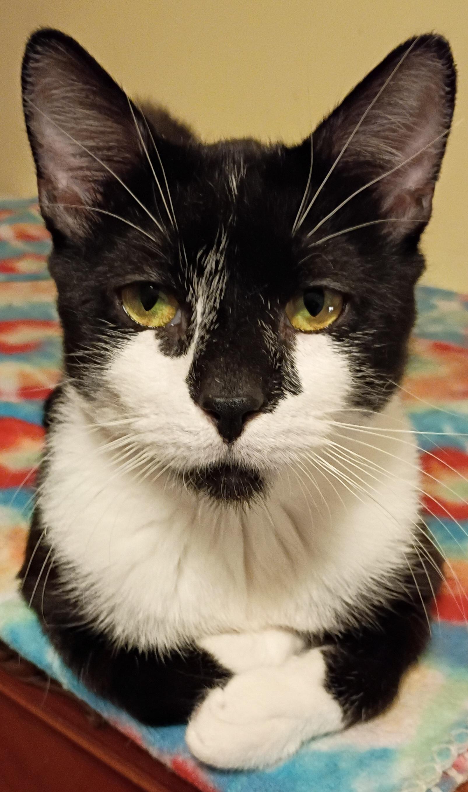 Enlarge Tanner, a Adoptable Domestic Short Hair in Syracuse, NY image 4/6