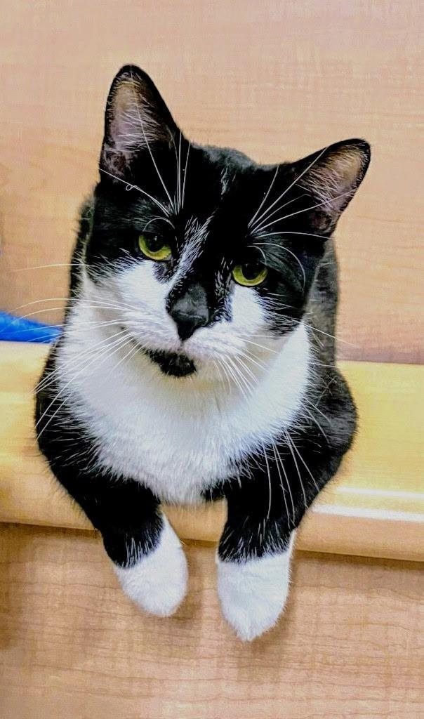 Tanner, Adoptable, Young Male Domestic Short Hair.