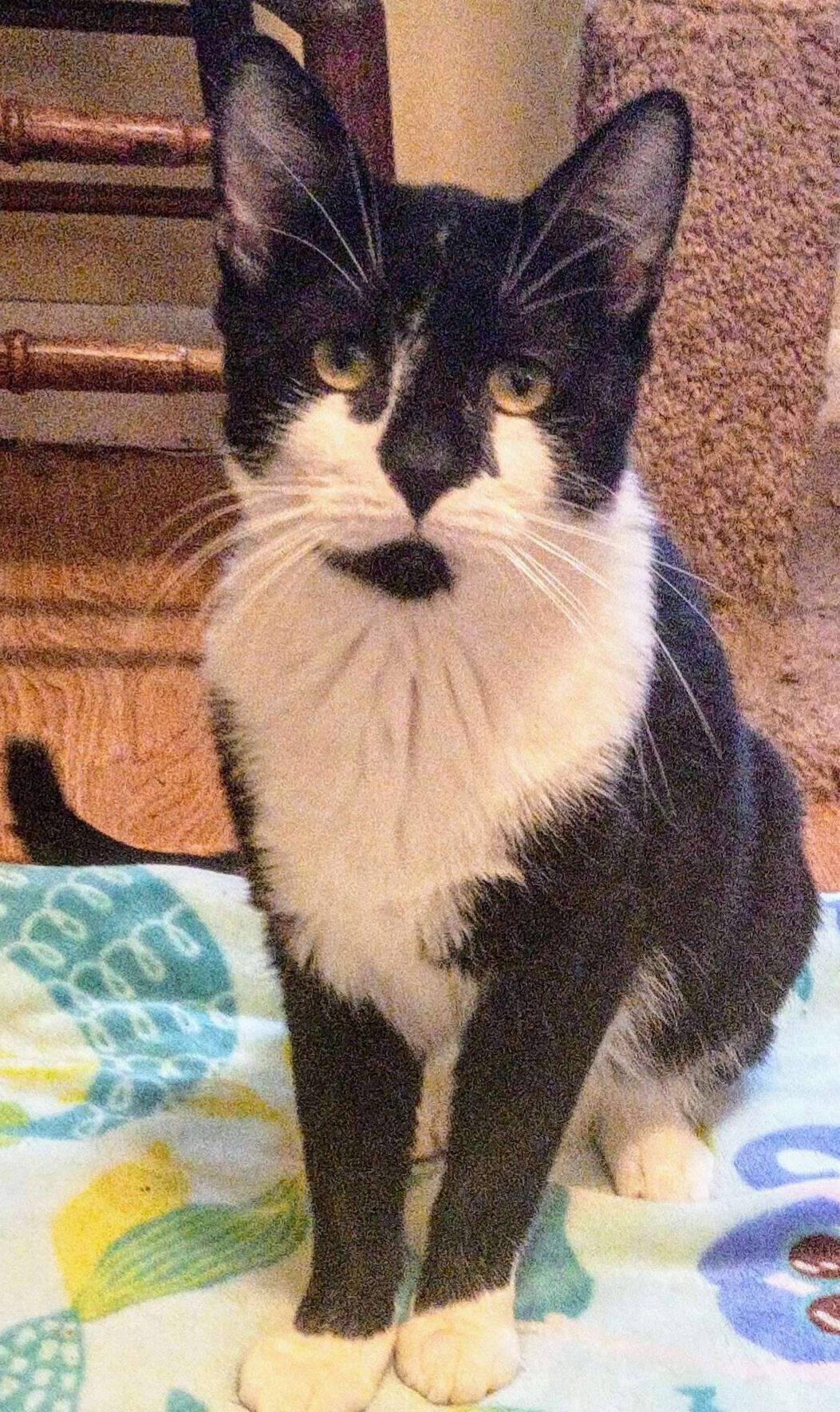 Enlarge Tanner, a Adoptable Domestic Short Hair in Syracuse, NY image 5/6