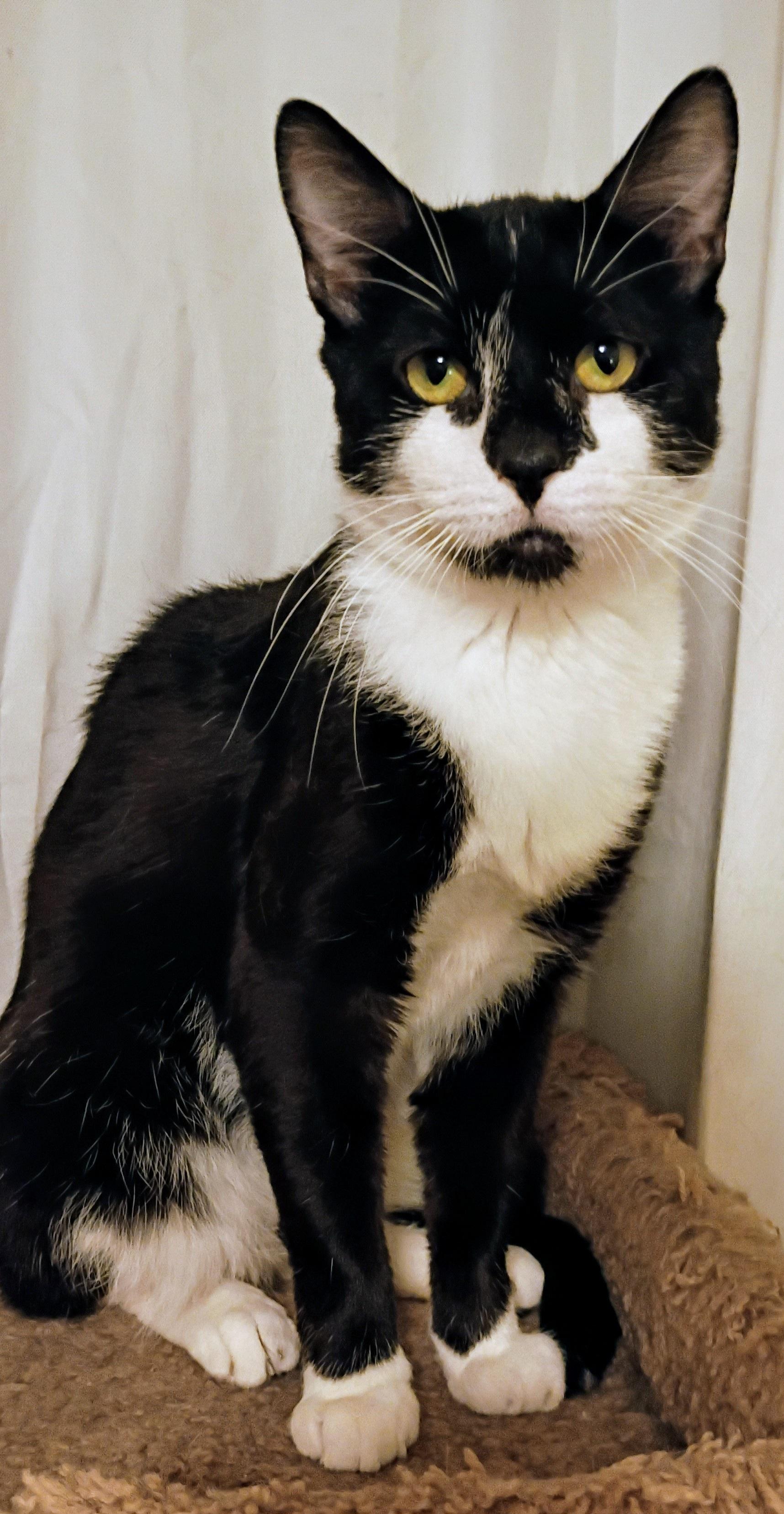 Enlarge Tanner, a Adoptable Domestic Short Hair in Syracuse, NY image 6/6