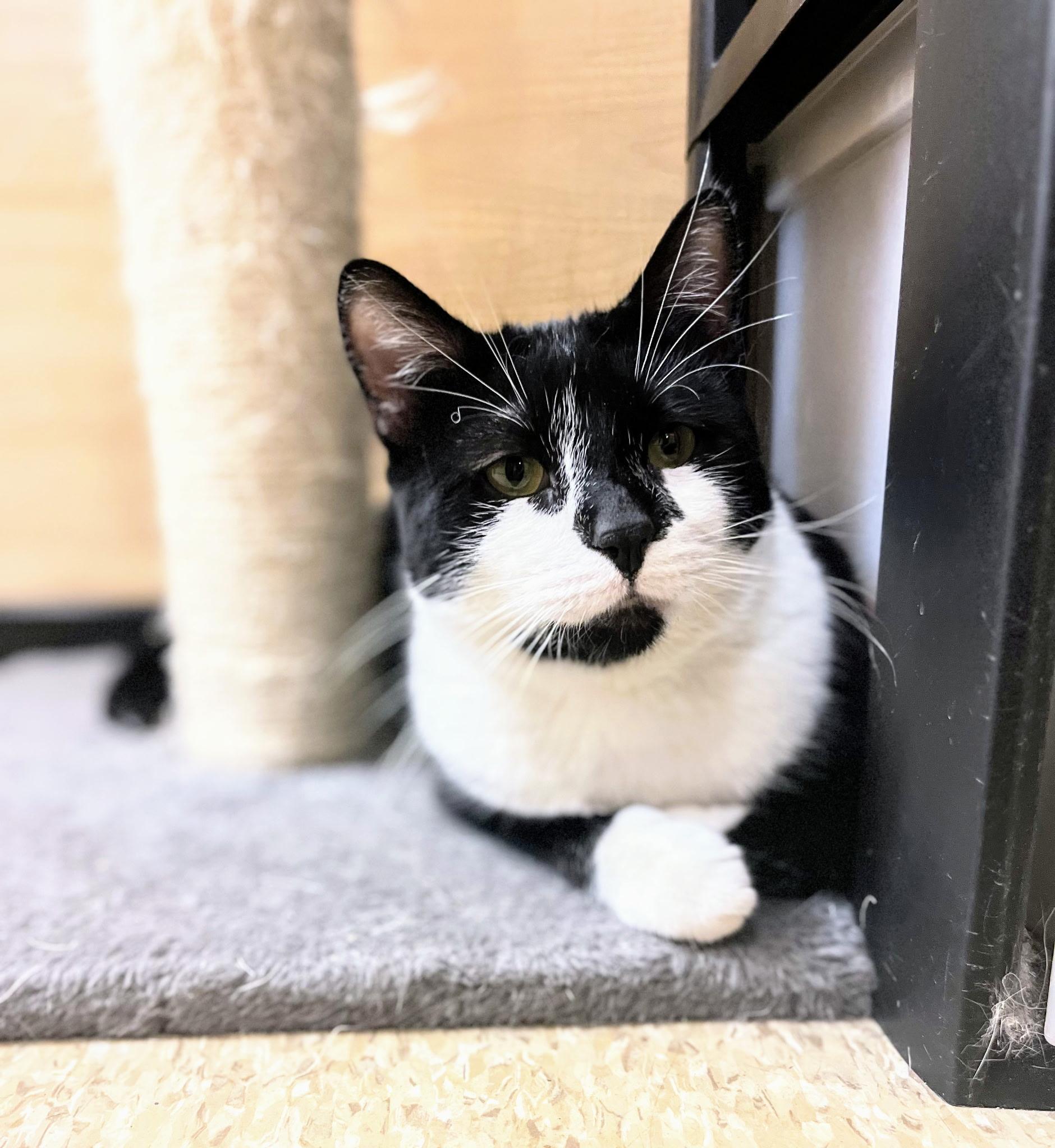 Enlarge Tanner, a Adoptable Domestic Short Hair in Syracuse, NY image 5/6