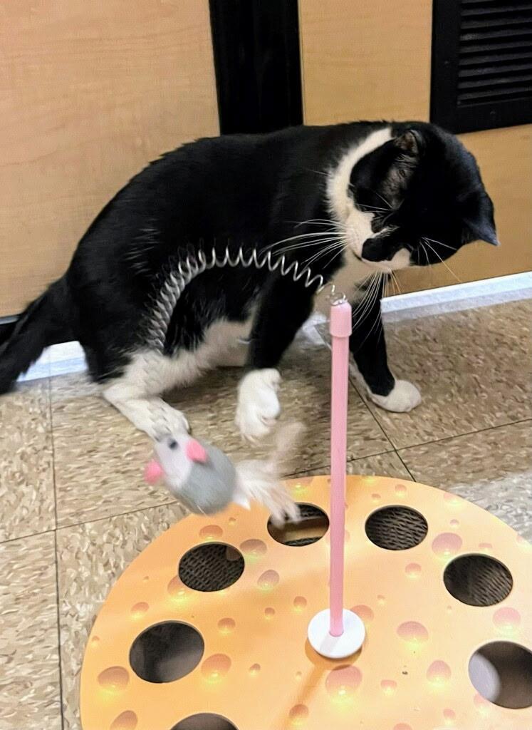 Enlarge Tanner, a Adoptable Domestic Short Hair in Syracuse, NY image 6/6