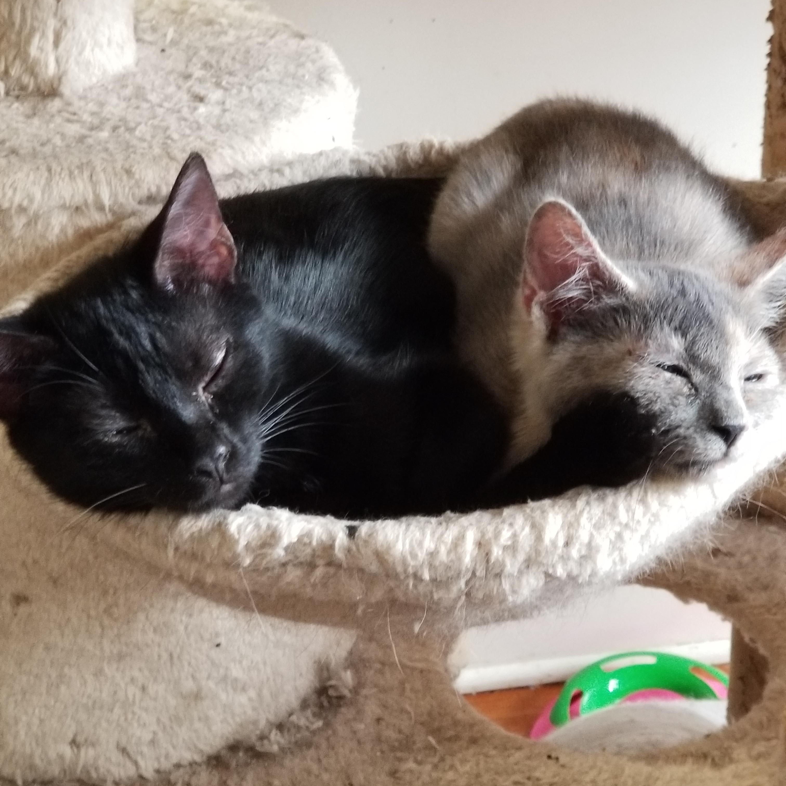 Pita, ADOPTABLE, Young Female Domestic Short Hair.