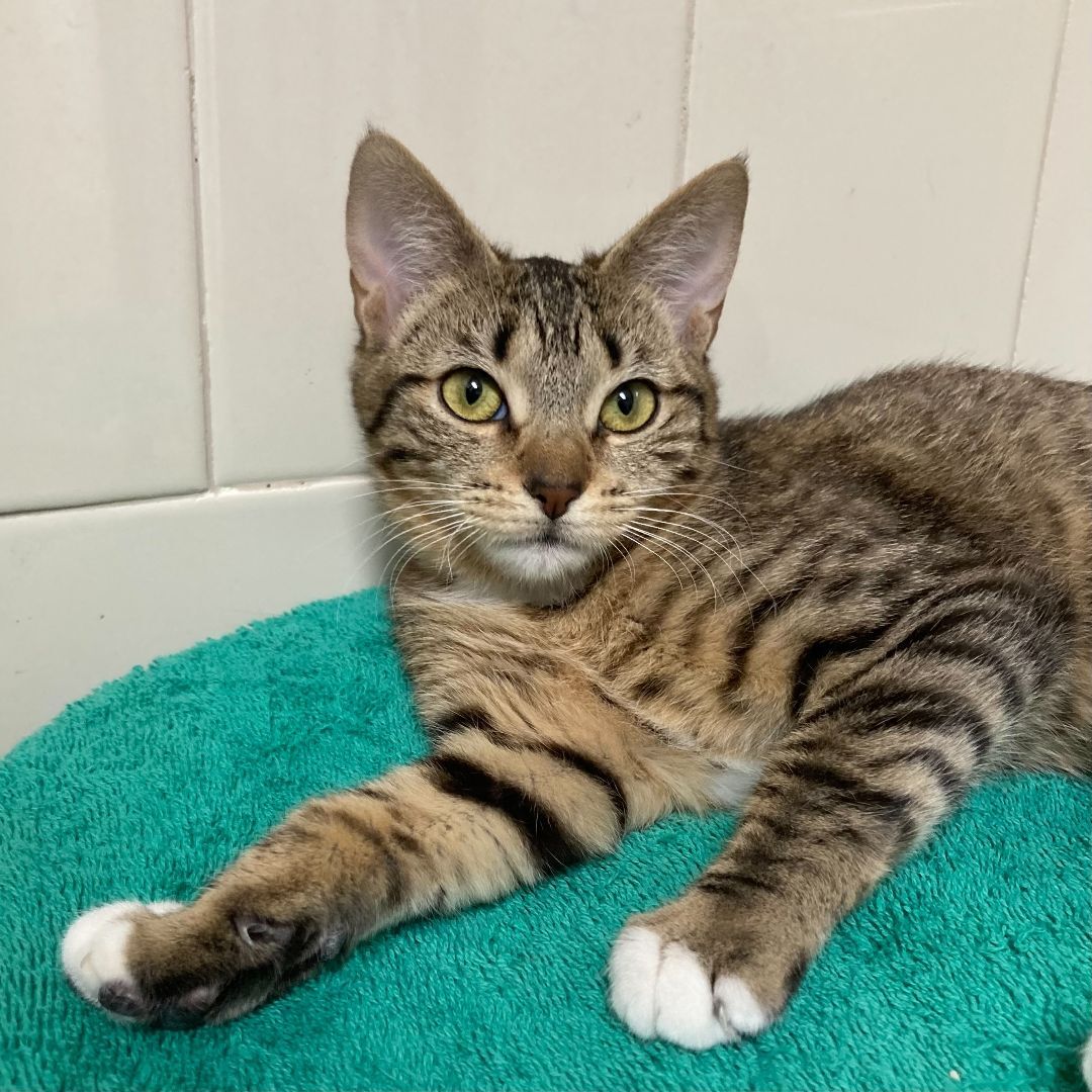 Celine - Bonded Pair, Adoptable, Kitten Female Tabby.