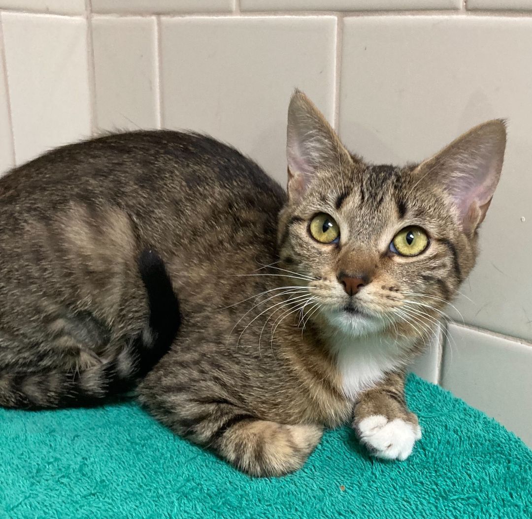 Enlarge Celine - Bonded Pair, a Adoptable Tabby in Canoga Park, CA image 2/13