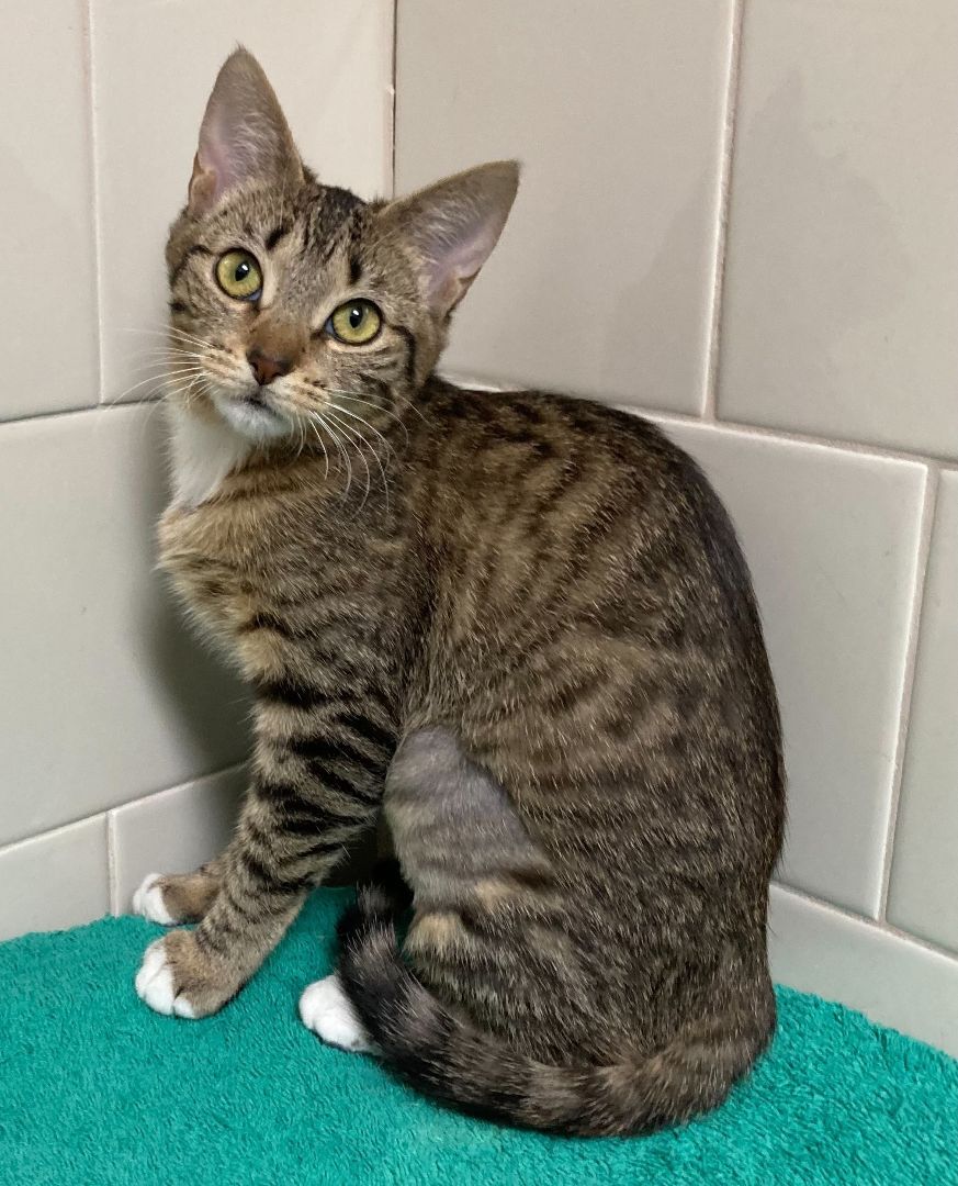Enlarge Celine - Bonded Pair, a Adoptable Tabby in Canoga Park, CA image 4/13