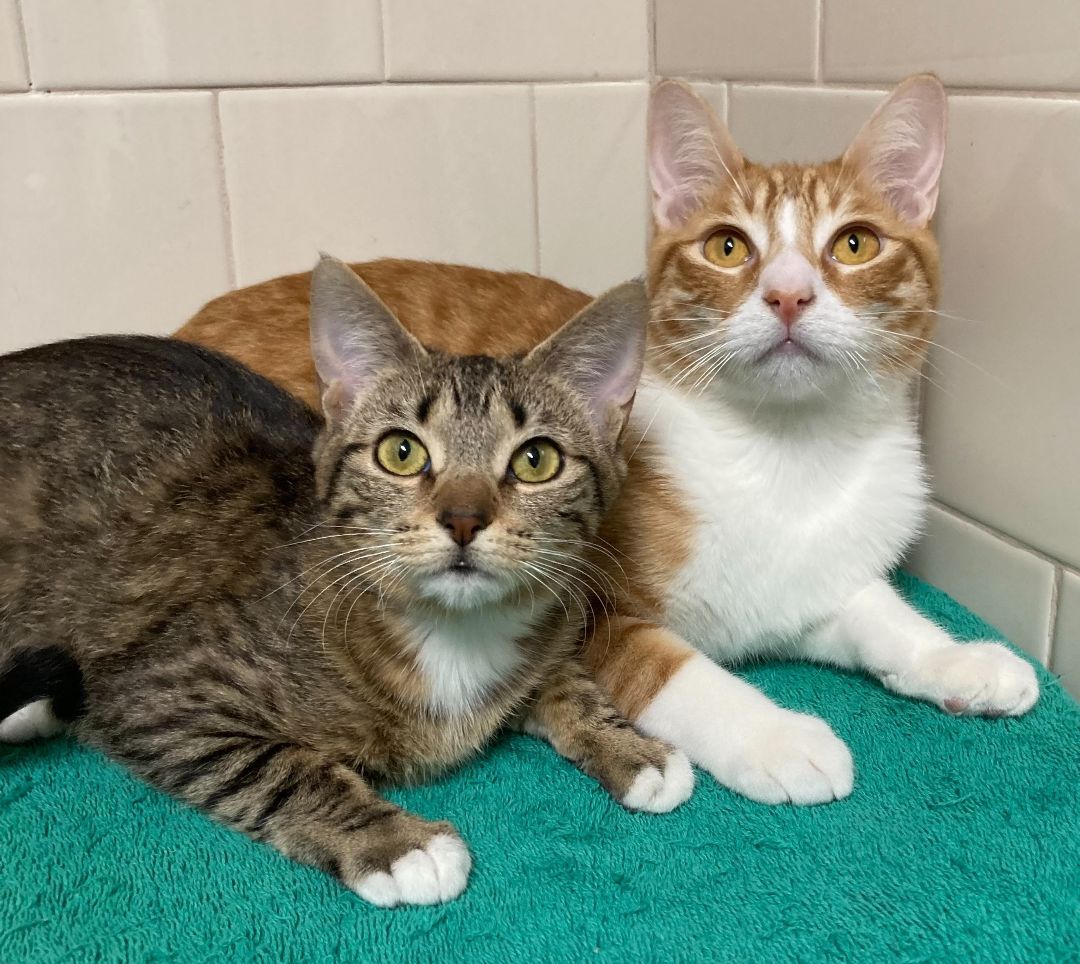 Enlarge Celine - Bonded Pair, a Adoptable Tabby in Canoga Park, CA image 5/13
