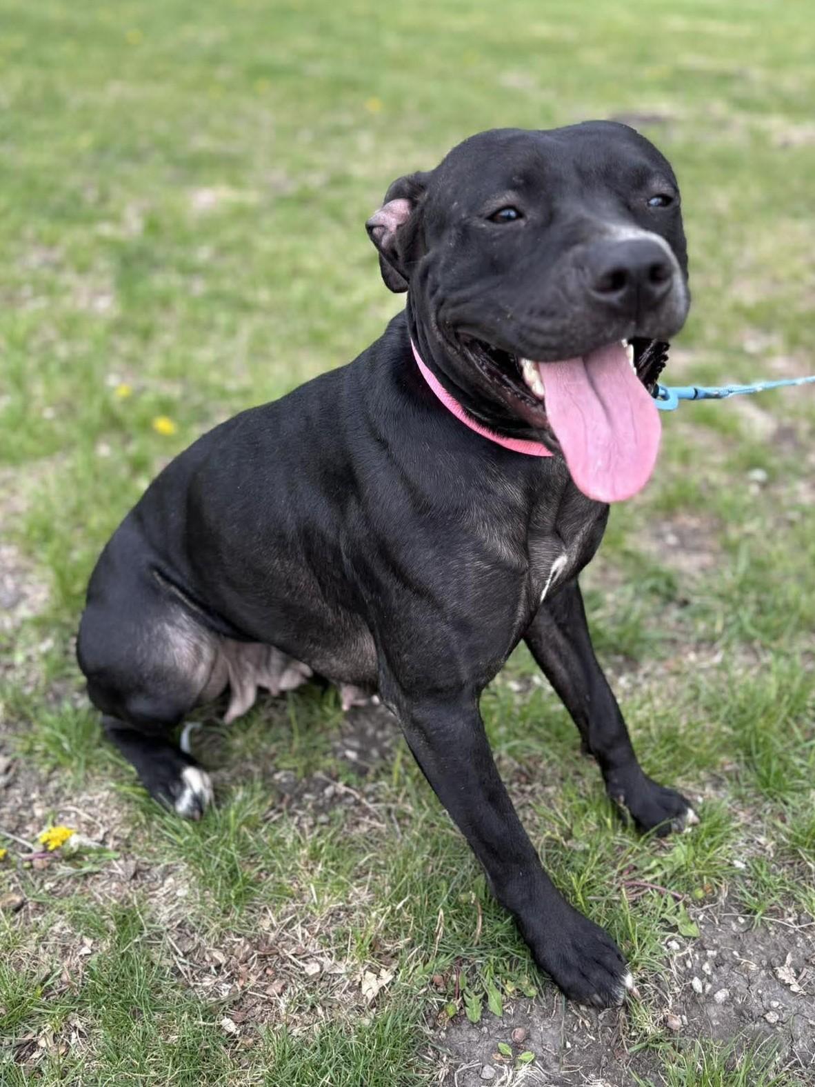 Enlarge Roxie, a ADOPTABLE mixed breed in Maryville, MO image 2/4