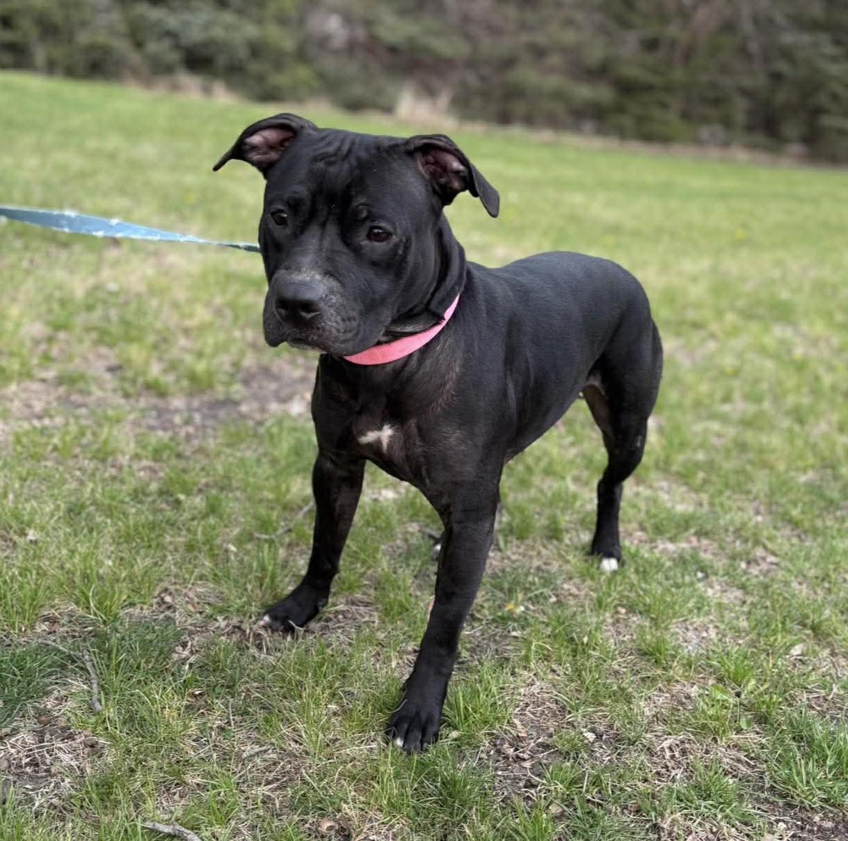 Enlarge Roxie, a ADOPTABLE mixed breed in Maryville, MO image 4/4