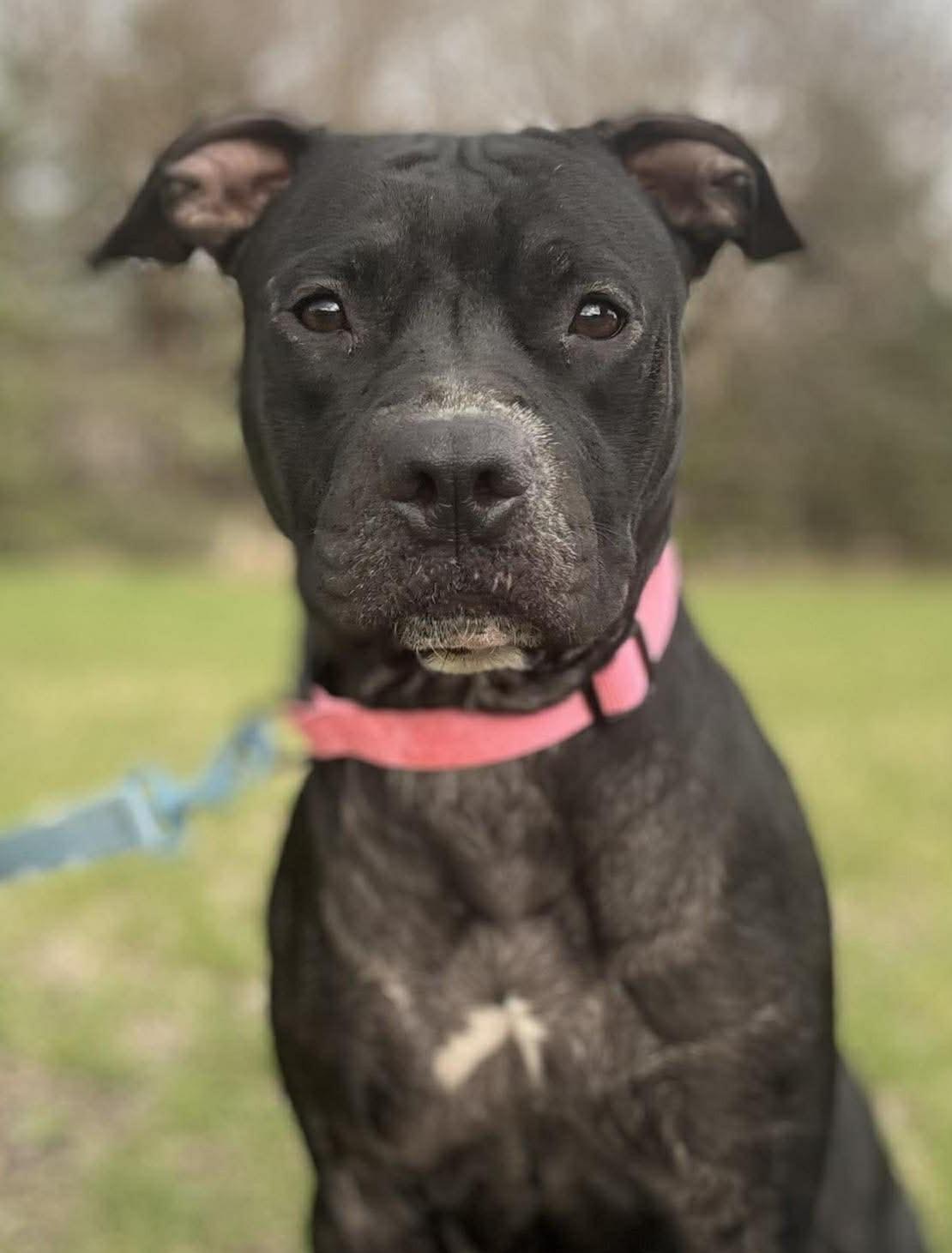 Roxie, ADOPTABLE, Young Female Pit Bull Terrier & Labrador Retriever.