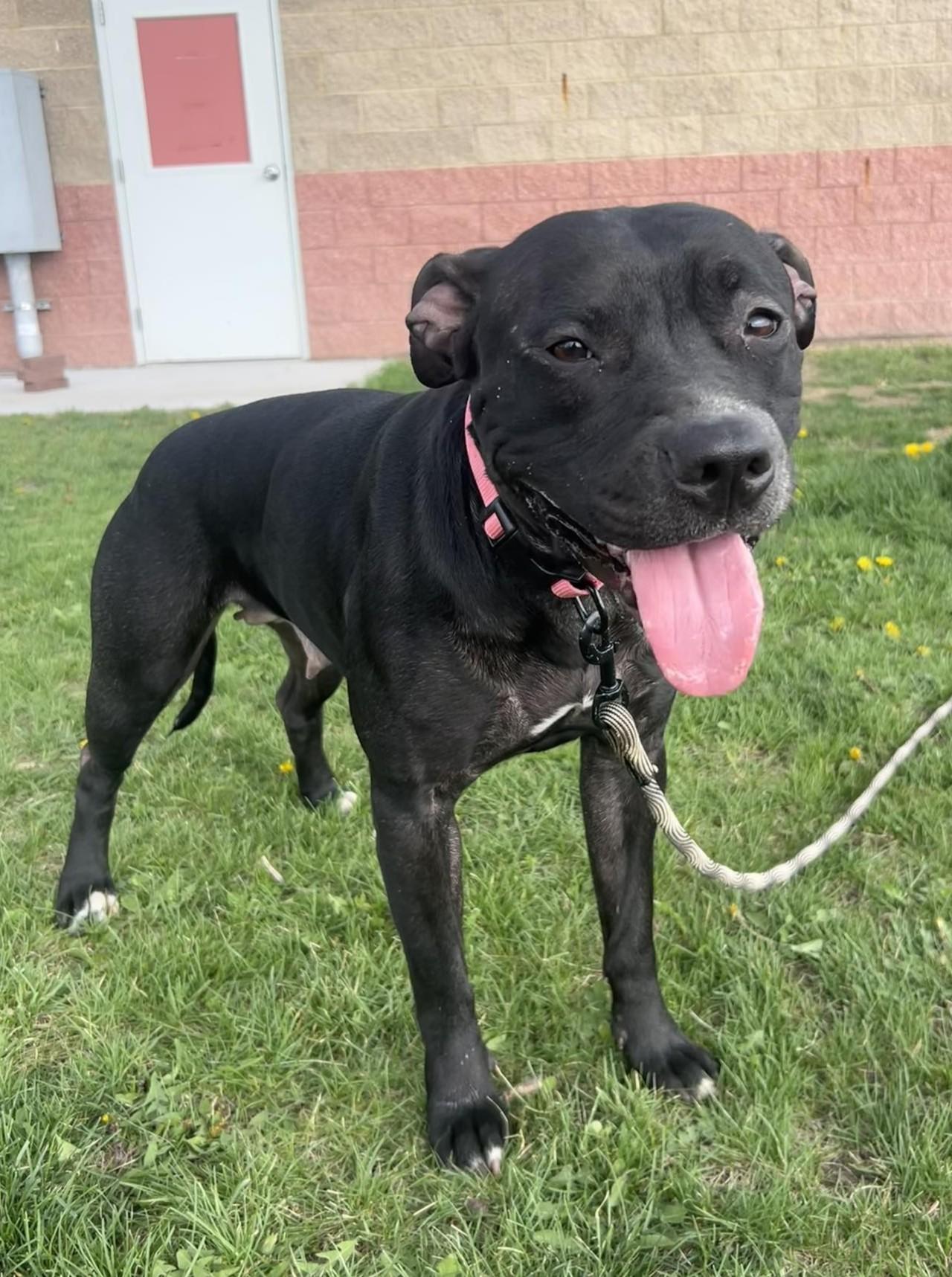 Enlarge Roxie, a ADOPTABLE mixed breed in Maryville, MO image 3/4