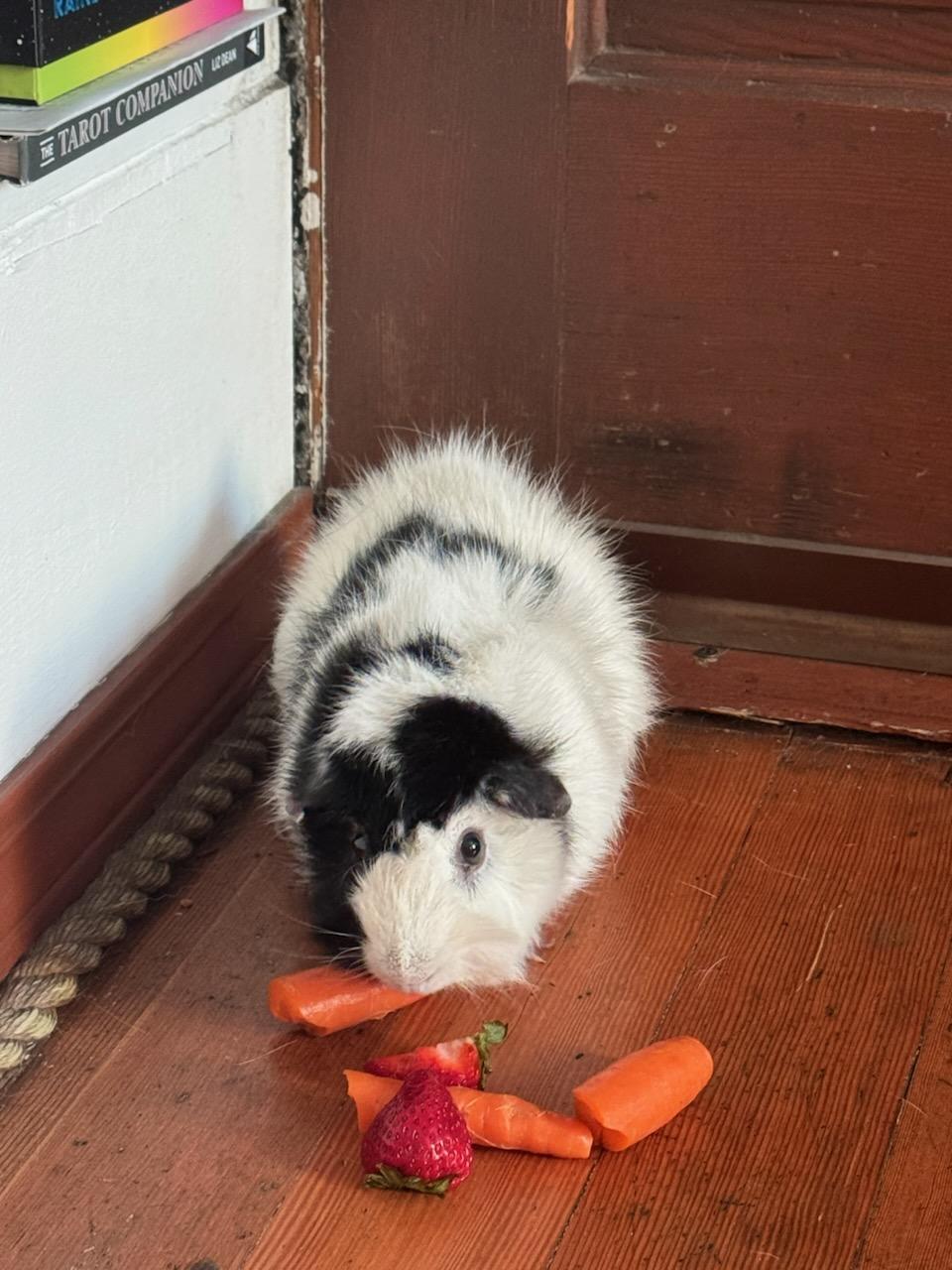 Old Man Bunner