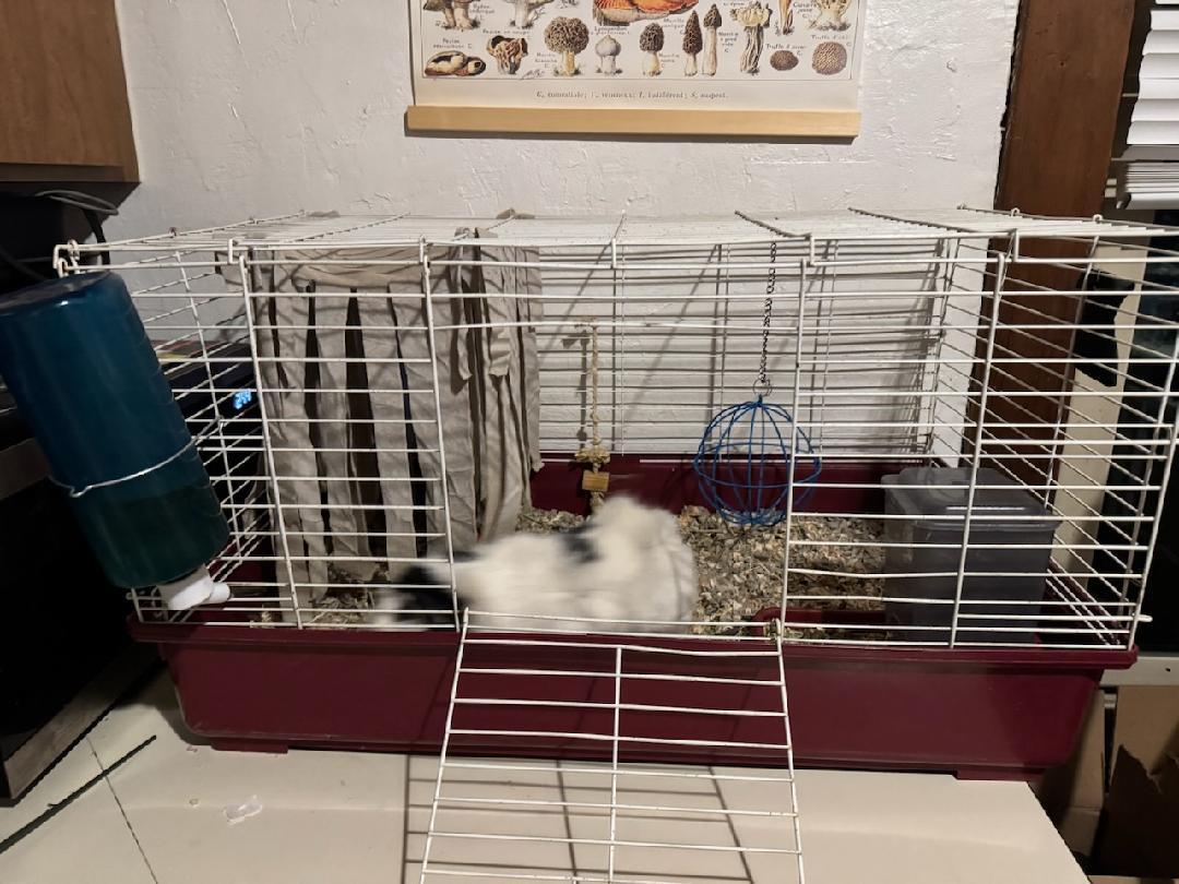 Old Man Bunner 2
