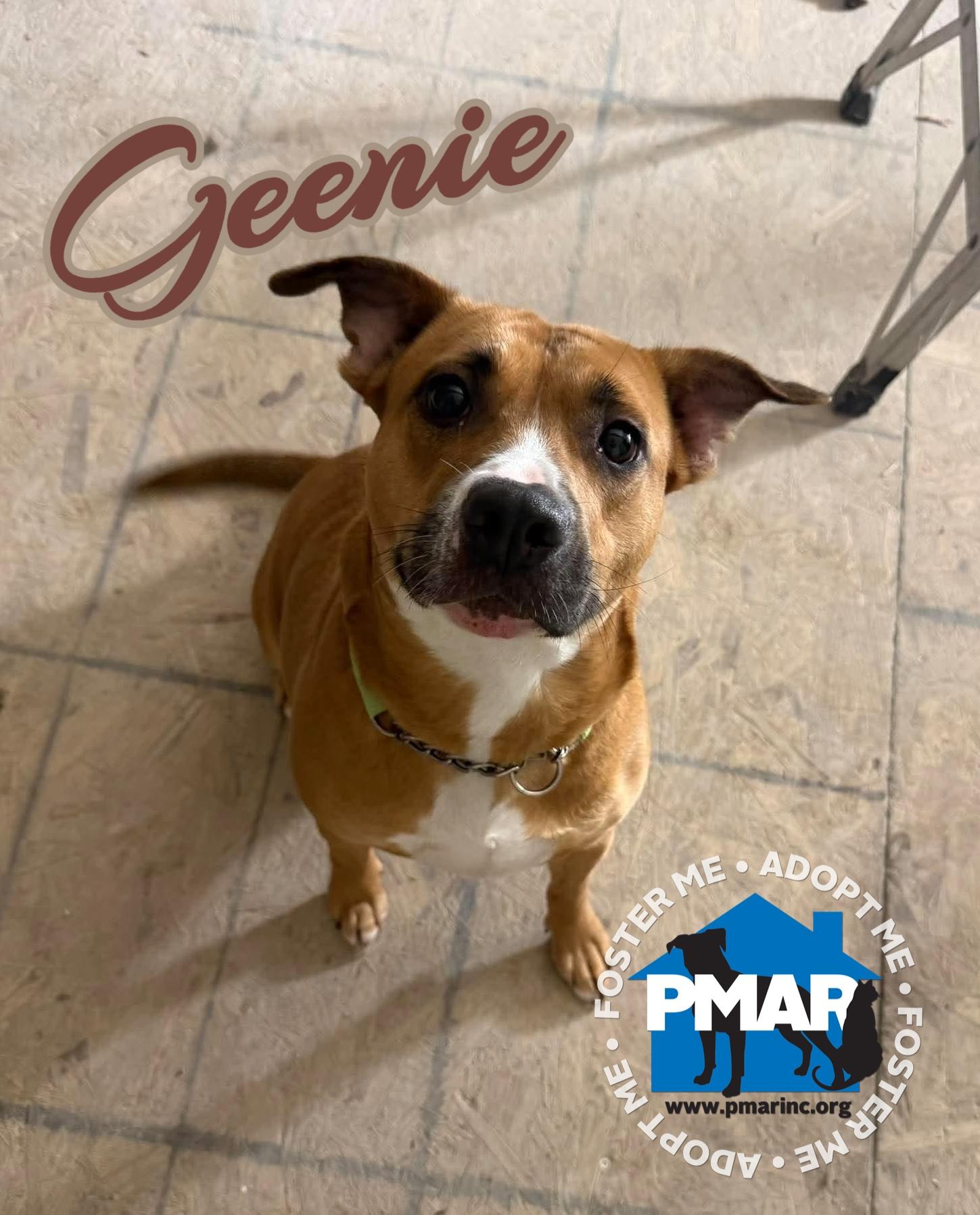 Enlarge Geenie, a Adoptable mixed breed in Binghamton, NY image 1/1