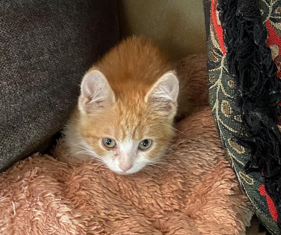 Mango, Adopted, Young Male Domestic Short Hair.