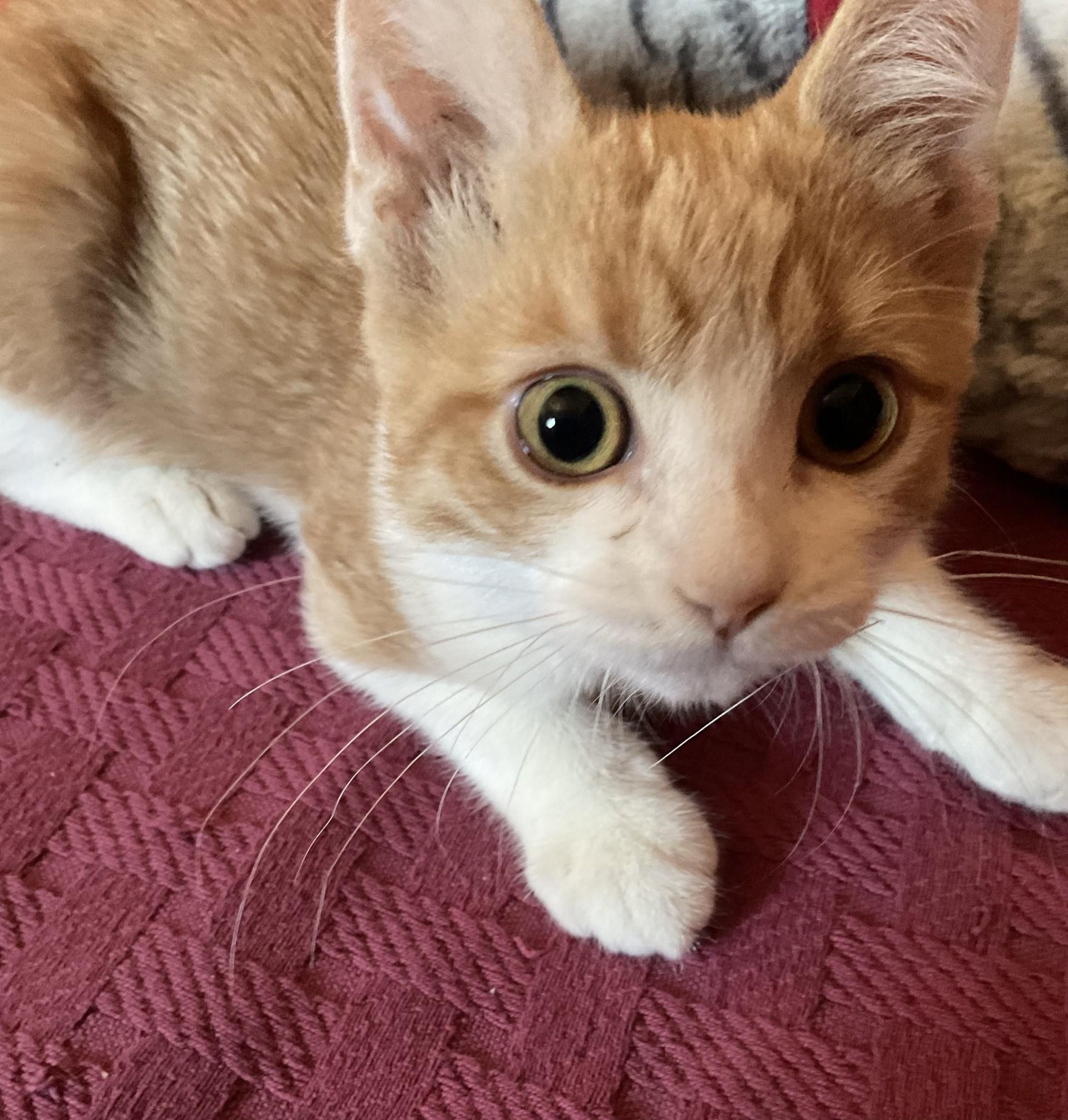 Enlarge Mango, a Adopted Domestic Short Hair in Albuquerque, NM image 2/3