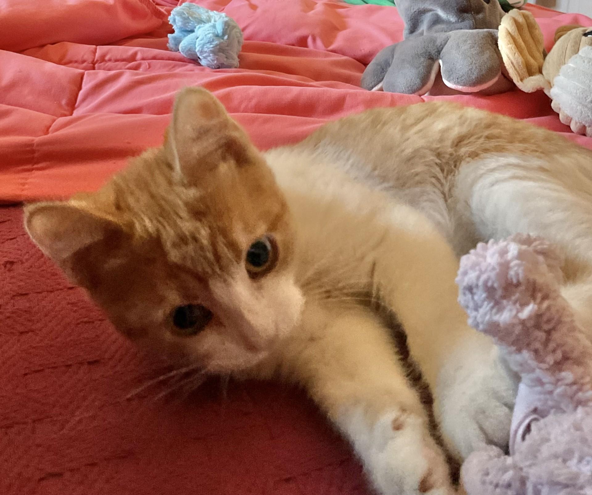 Enlarge Mango, a Adopted Domestic Short Hair in Albuquerque, NM image 3/3