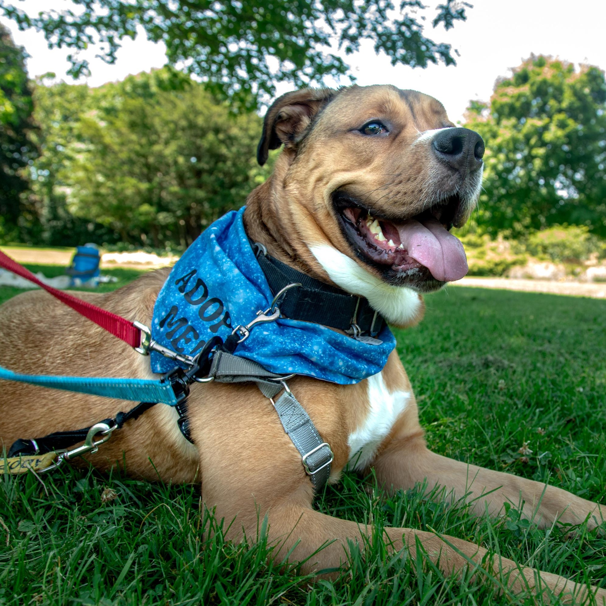 Enlarge Kyle, a Adoptable Pit Bull Terrier in Mississauga, ON image 1/6