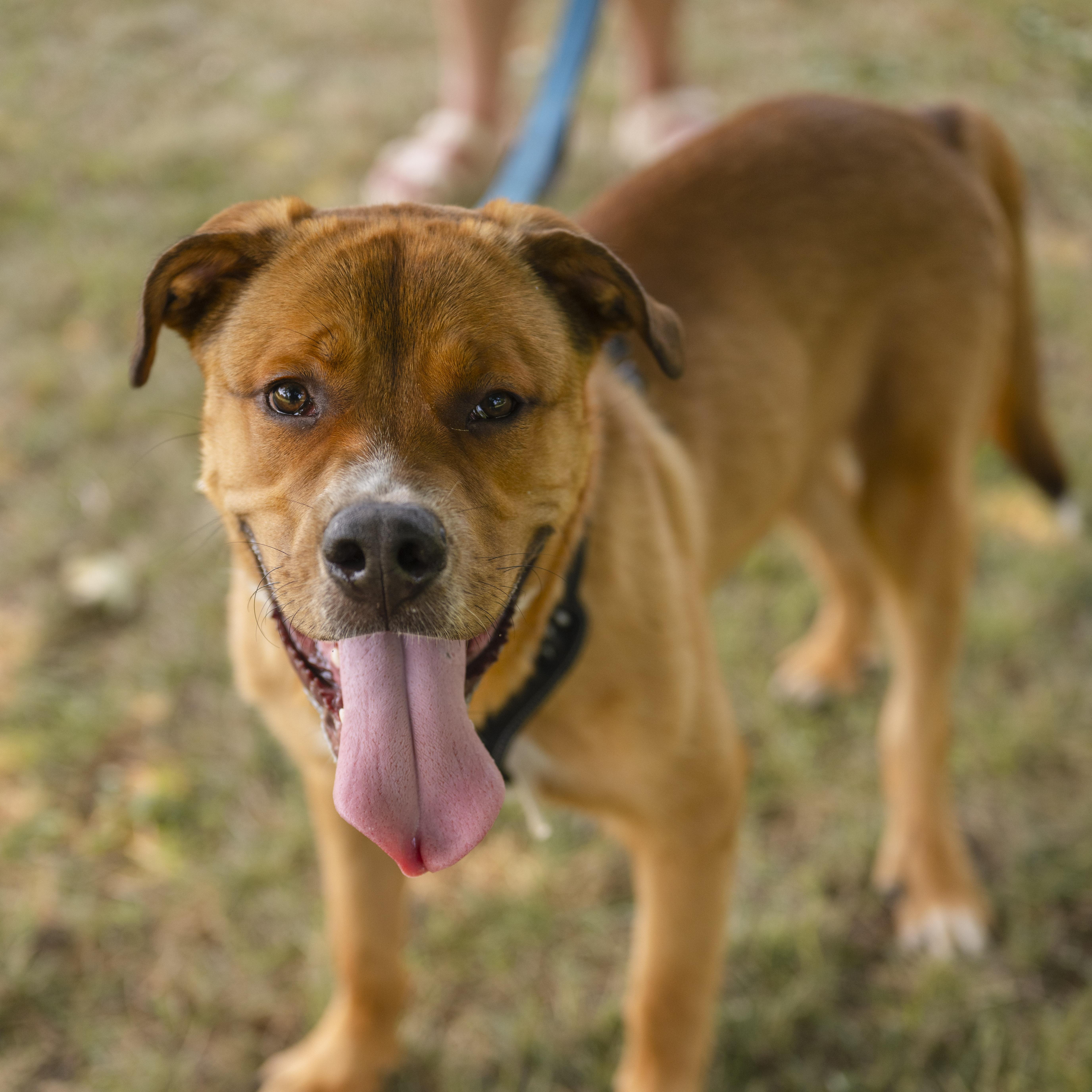 Enlarge Kyle, a Adoptable Pit Bull Terrier in Mississauga, ON image 4/6