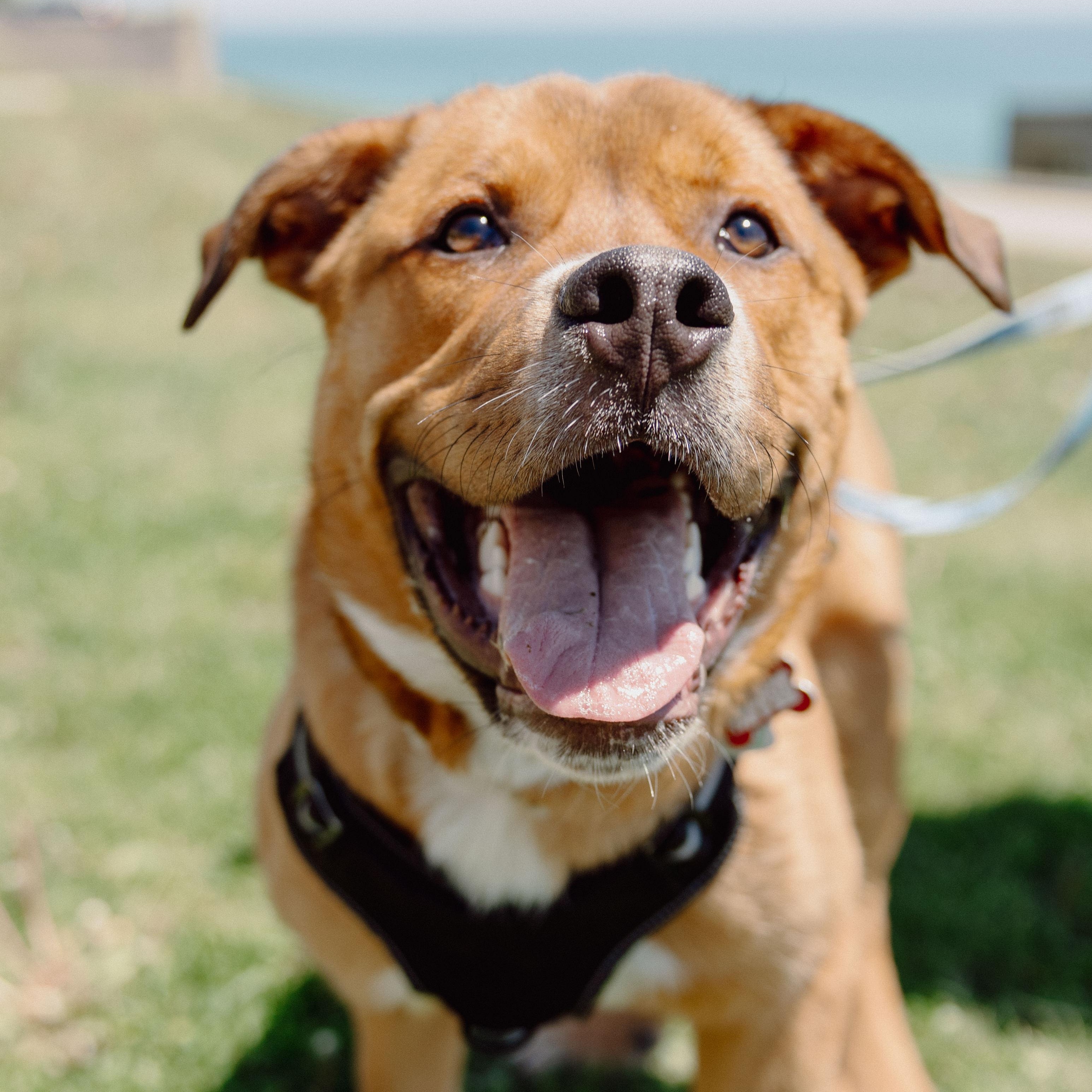 Enlarge Kyle, a Adoptable Pit Bull Terrier in Mississauga, ON image 6/6