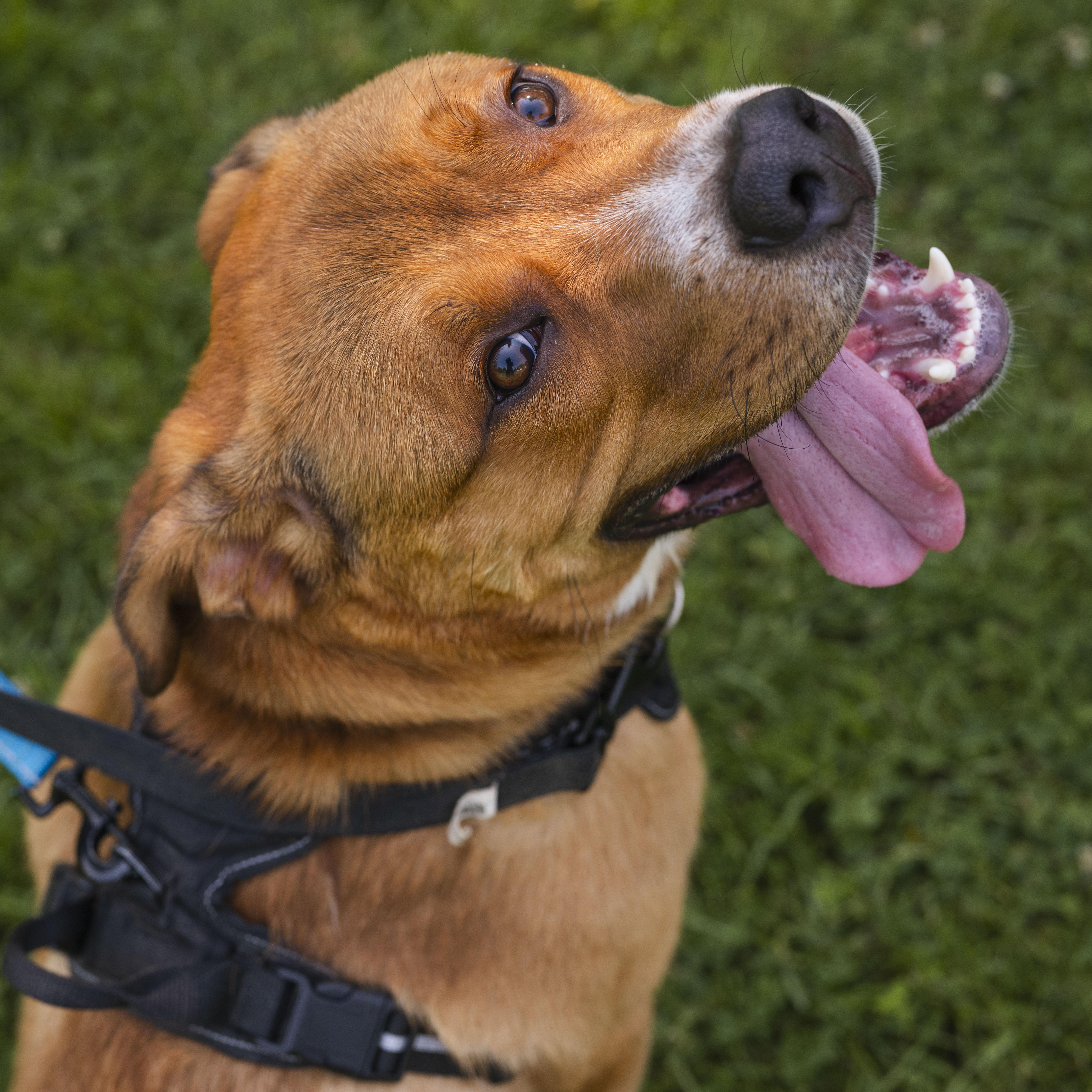 Enlarge Kyle, a Adoptable Pit Bull Terrier in Mississauga, ON image 2/6