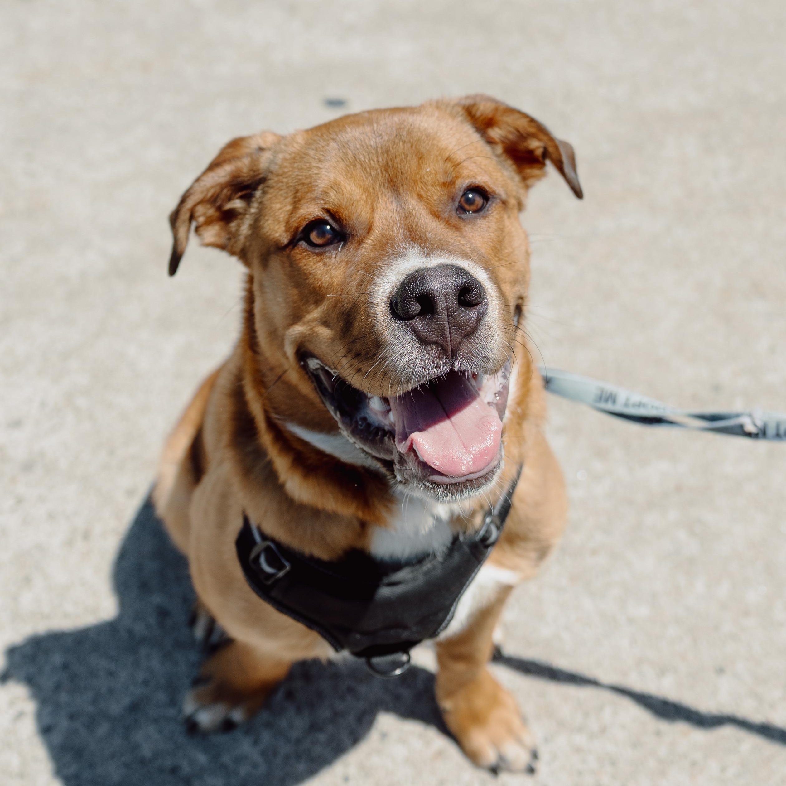Enlarge Kyle, a Adoptable Pit Bull Terrier in Mississauga, ON image 3/6