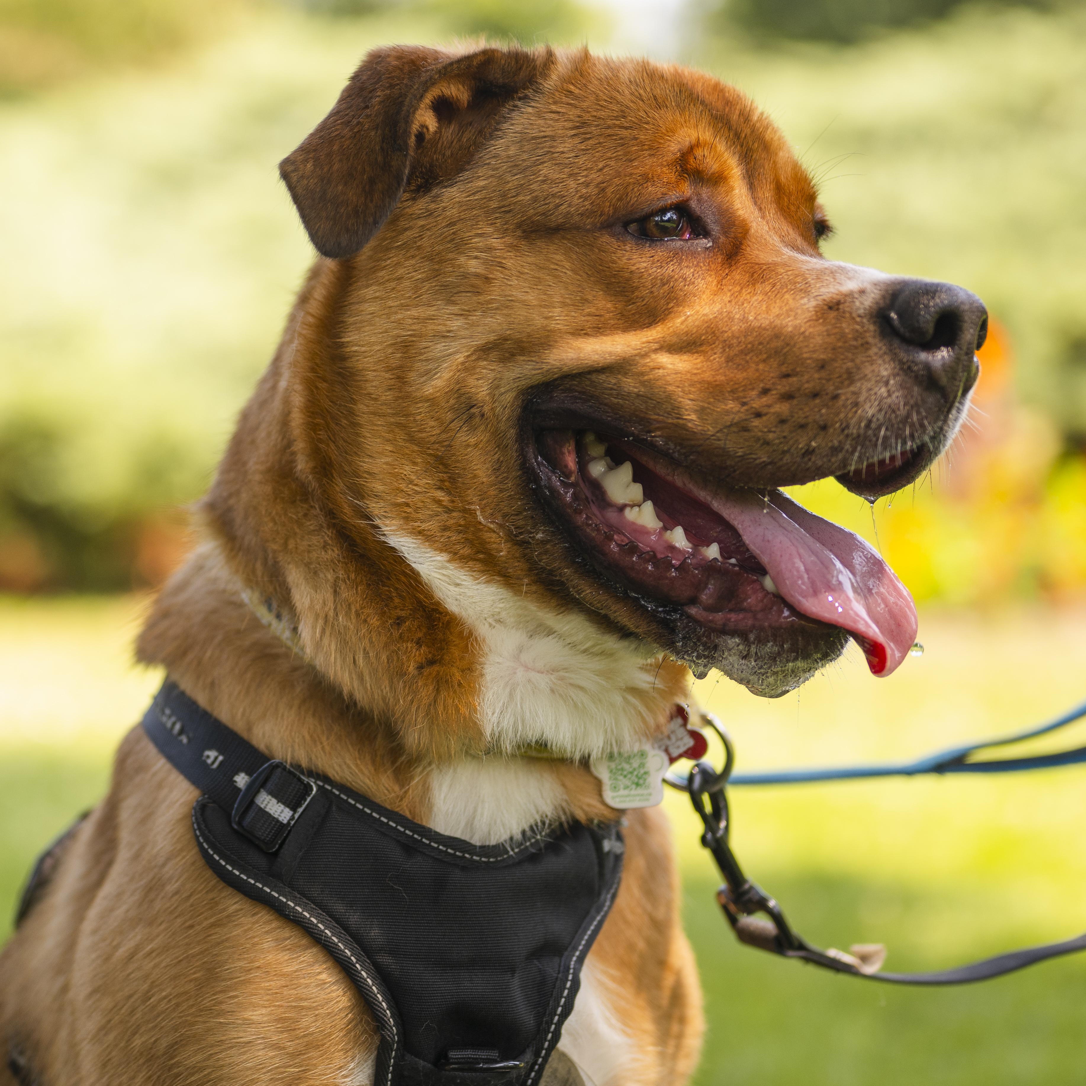 Enlarge Kyle, a Adoptable Pit Bull Terrier in Mississauga, ON image 5/6
