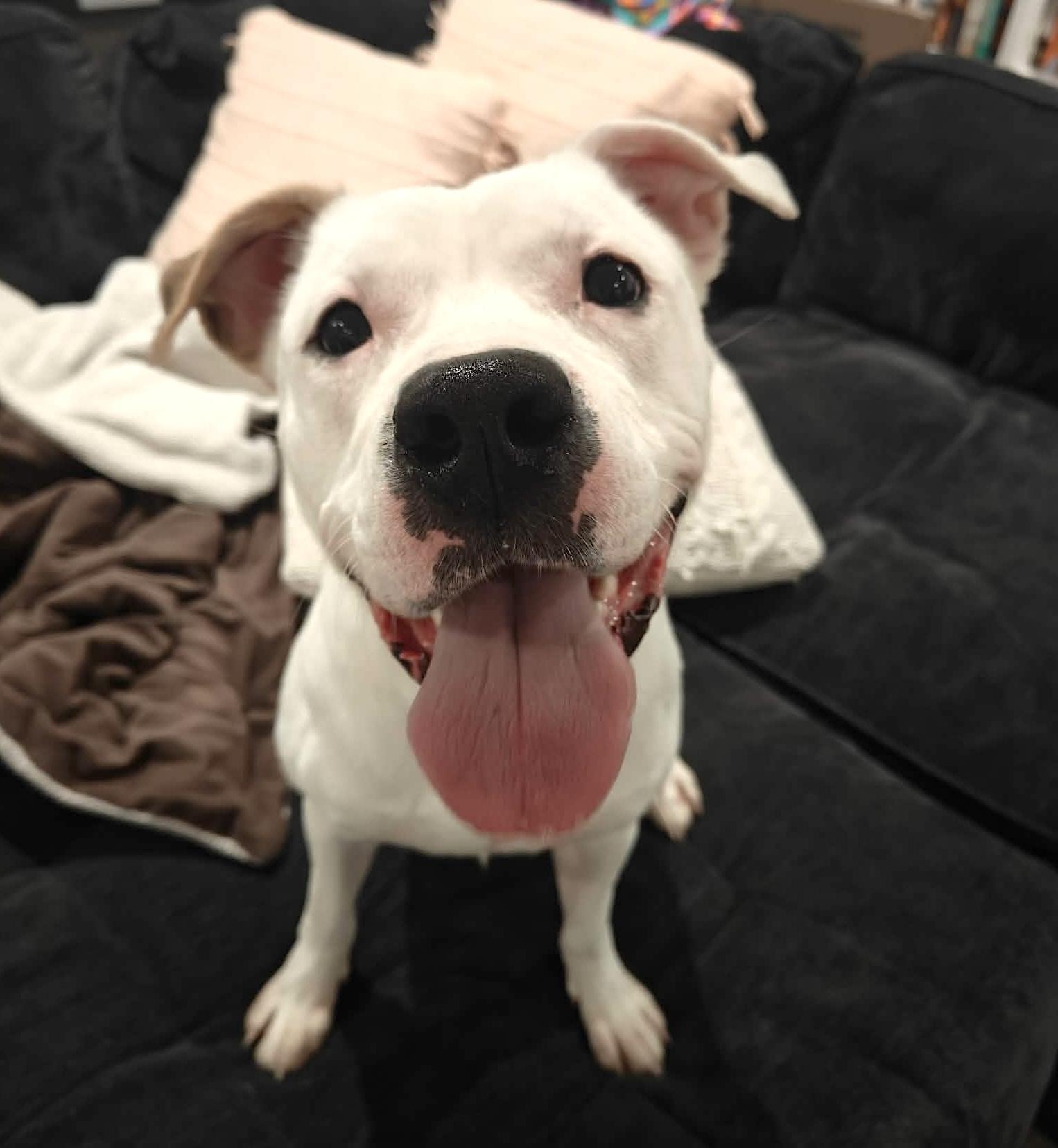 Casper, ADOPTABLE, Young Male Pit Bull Terrier.