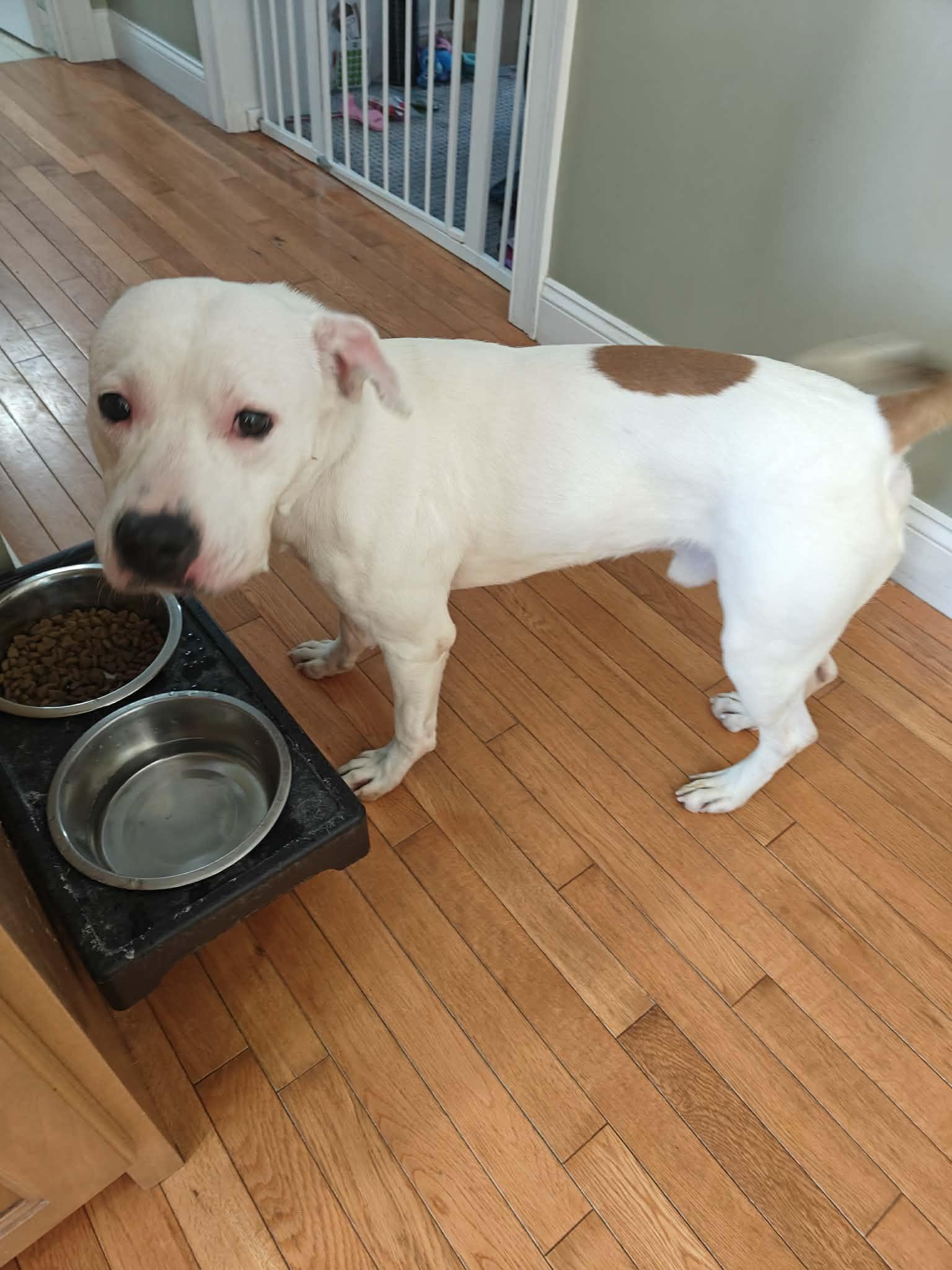 Enlarge Casper, a ADOPTABLE Pit Bull Terrier in Worcester, MA image 4/6