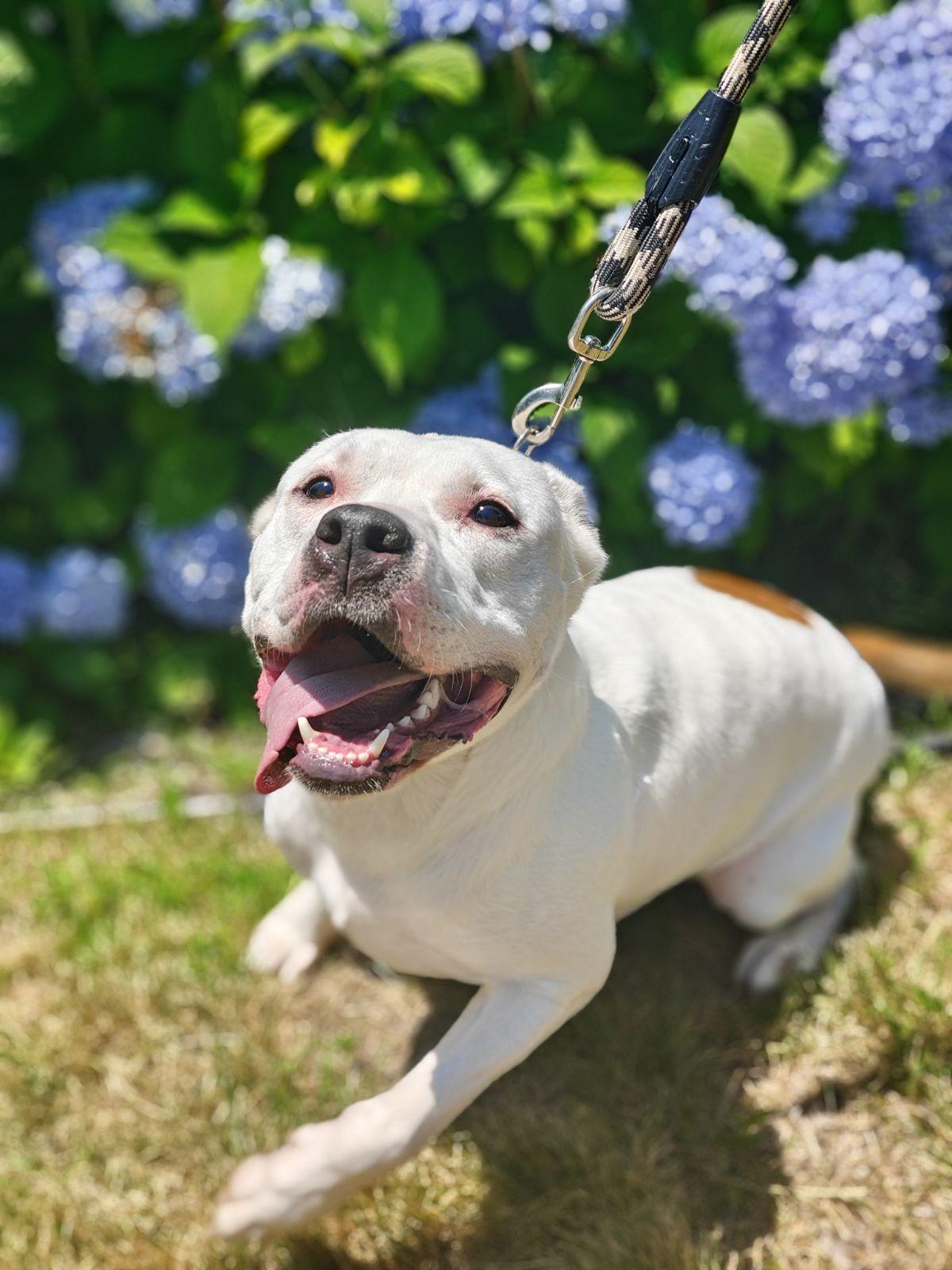 Enlarge Casper, a ADOPTABLE Pit Bull Terrier in Millbury, MA image 2/5