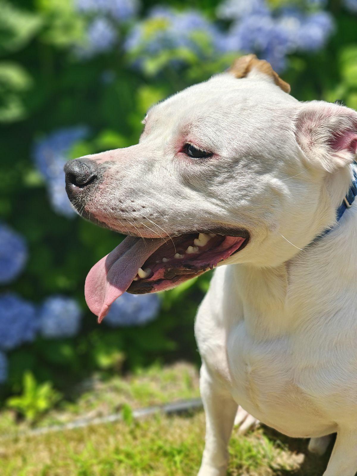 Enlarge Casper, a ADOPTABLE Pit Bull Terrier in Millbury, MA image 4/5