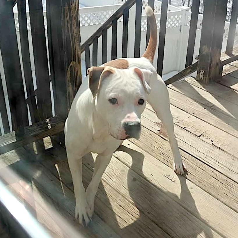 Enlarge Casper, a ADOPTABLE Pit Bull Terrier in Worcester, MA image 6/6