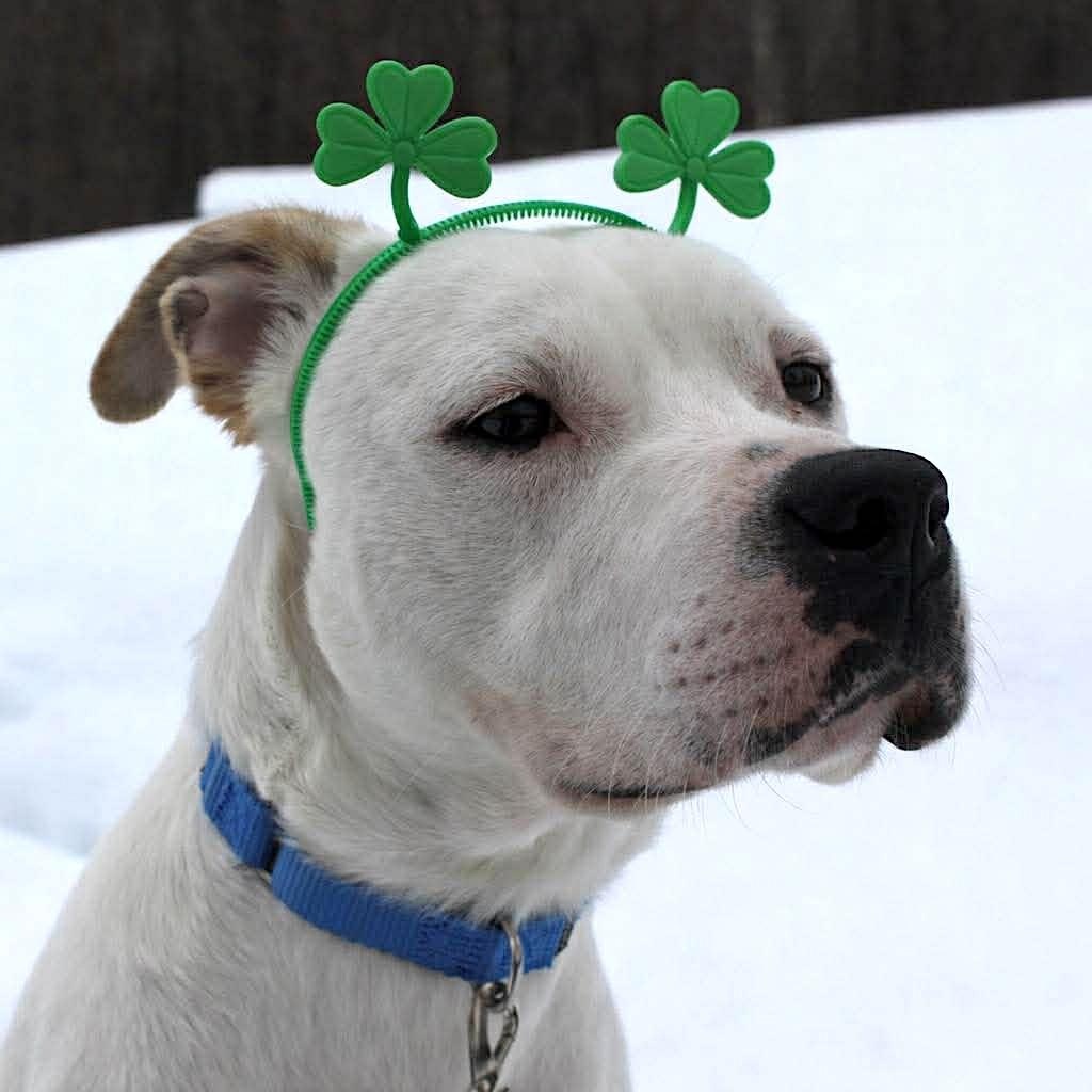 Enlarge Casper, a ADOPTABLE Pit Bull Terrier in Worcester, MA image 3/6