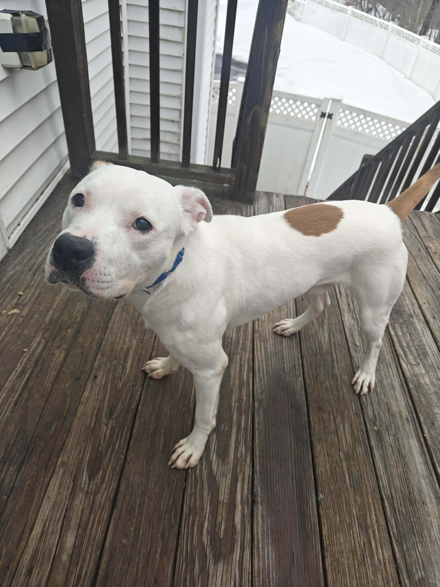 Enlarge Casper, a ADOPTABLE Pit Bull Terrier in Worcester, MA image 5/6