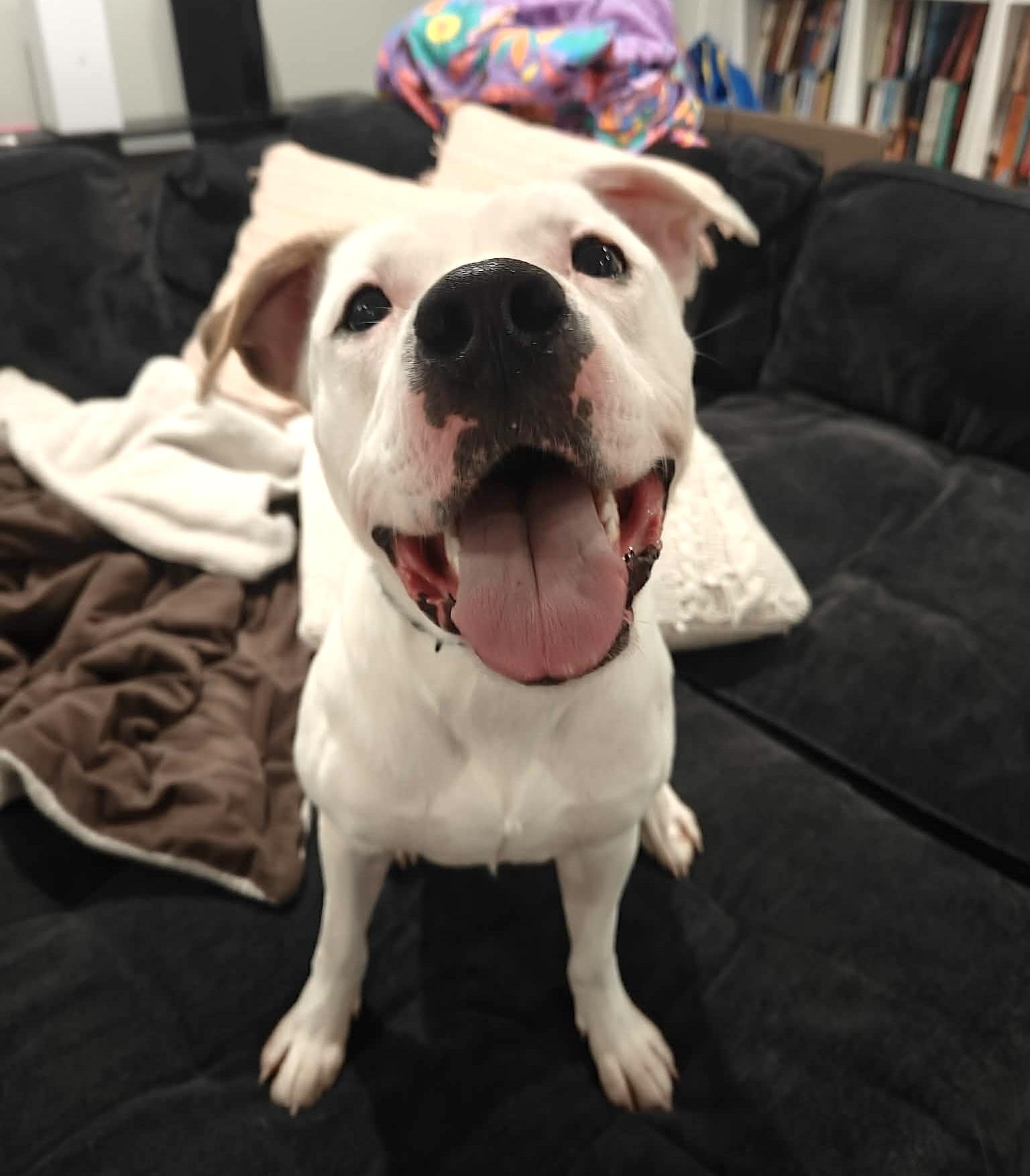 Casper, ADOPTABLE, Young Male Pit Bull Terrier.