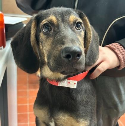 Hank - I AM ON Mobile Adoption Unit, Adoptable, Puppy Male Hound & Mixed Breed.