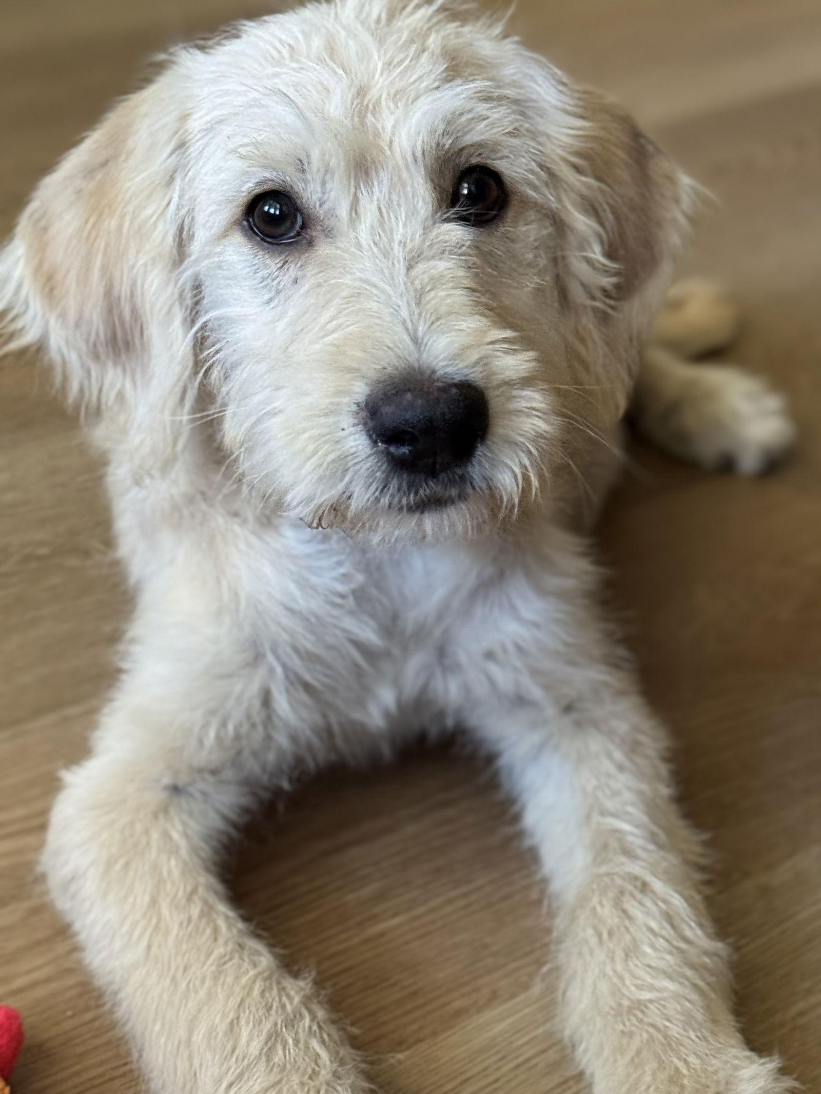 Enlarge Gus, a Adopted mixed breed in Fullerton, CA image 1/2