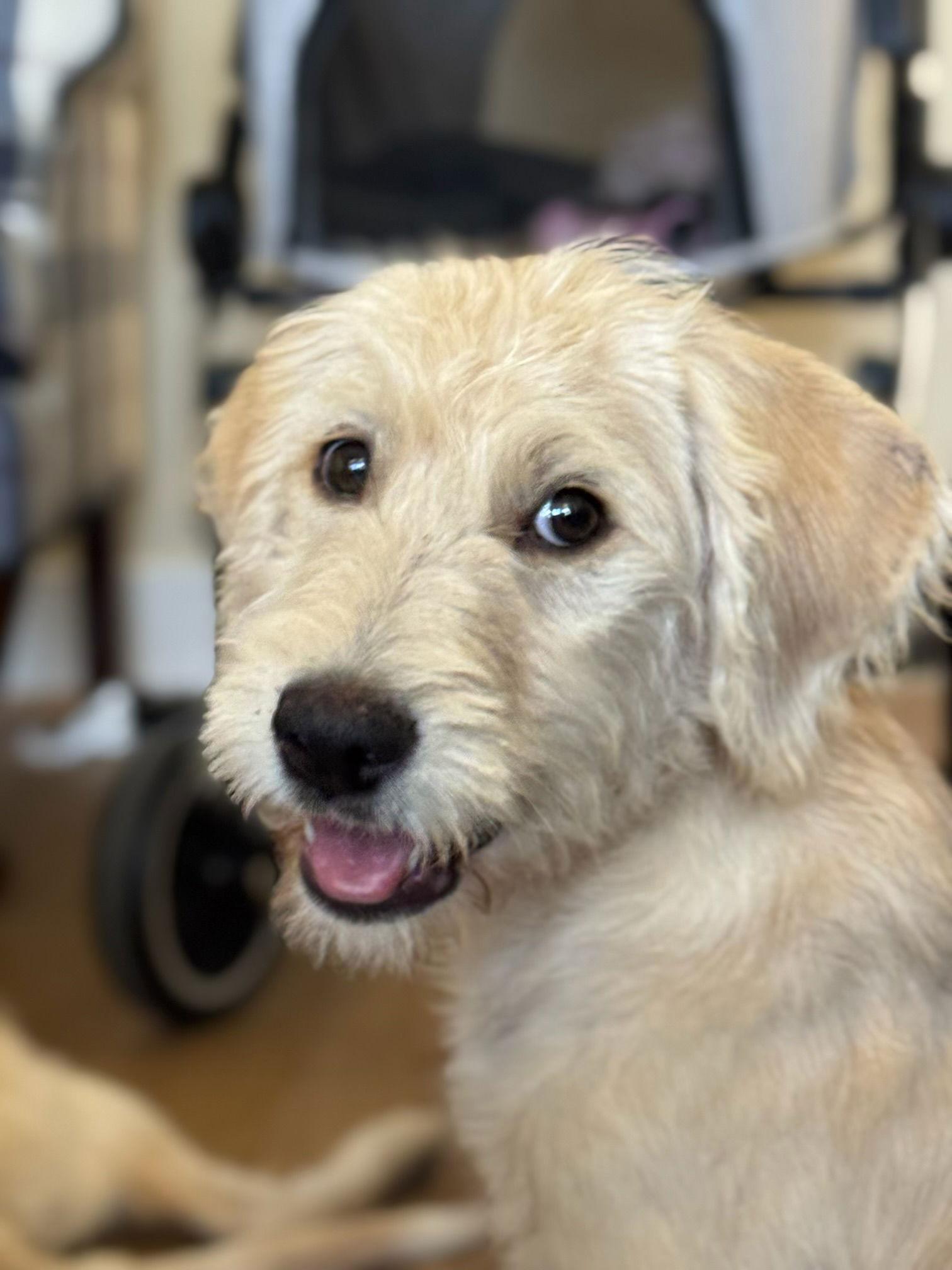 Enlarge Gus, a Adopted mixed breed in Fullerton, CA image 2/2