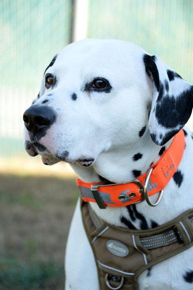 Gotham: Adoption pending!, Adoptable, Adult Male Dalmatian.